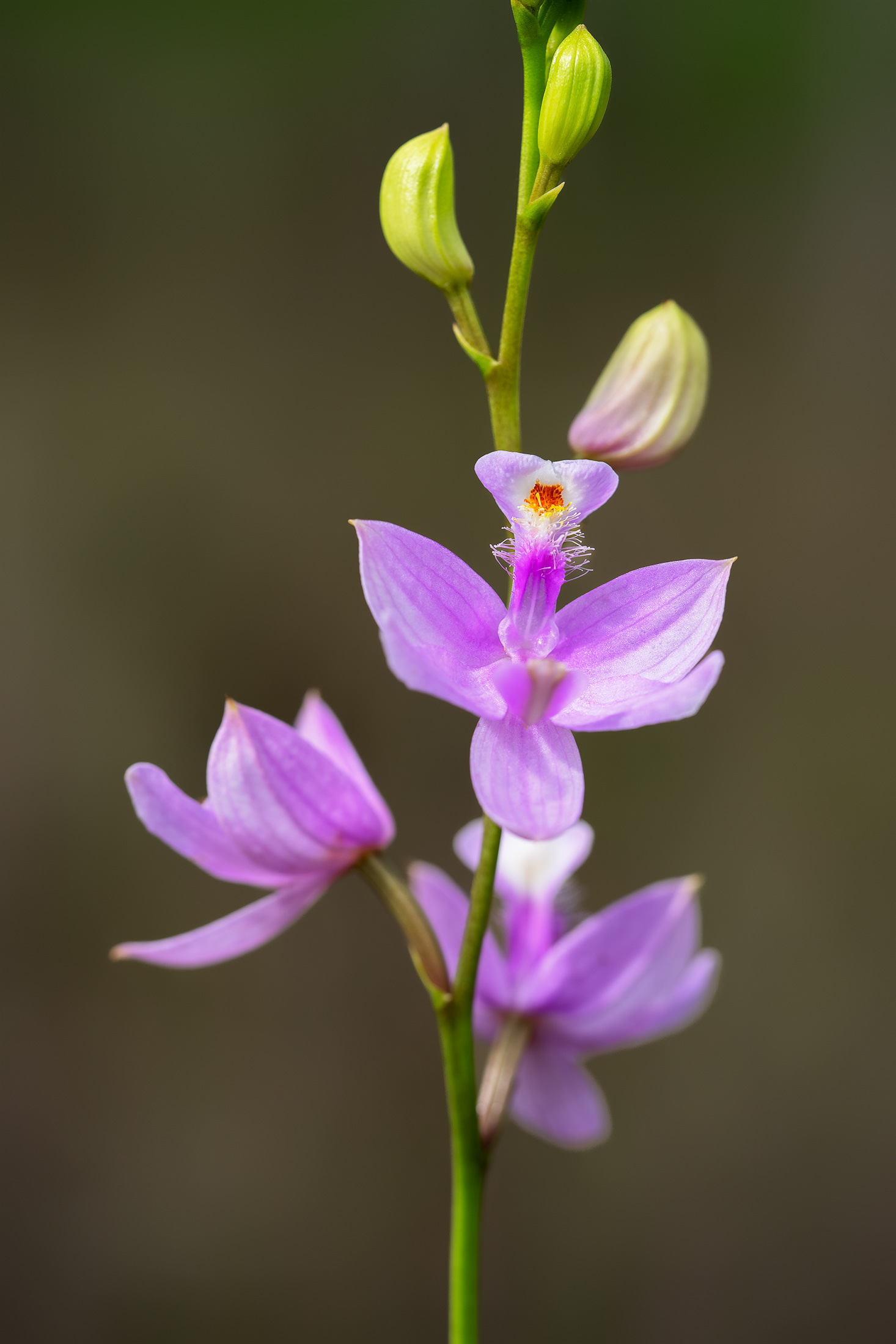 Grass Pink Orchid
