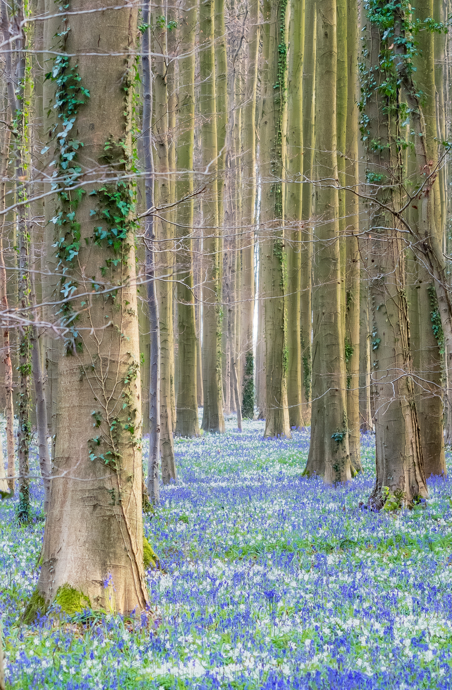 Painted by Spring