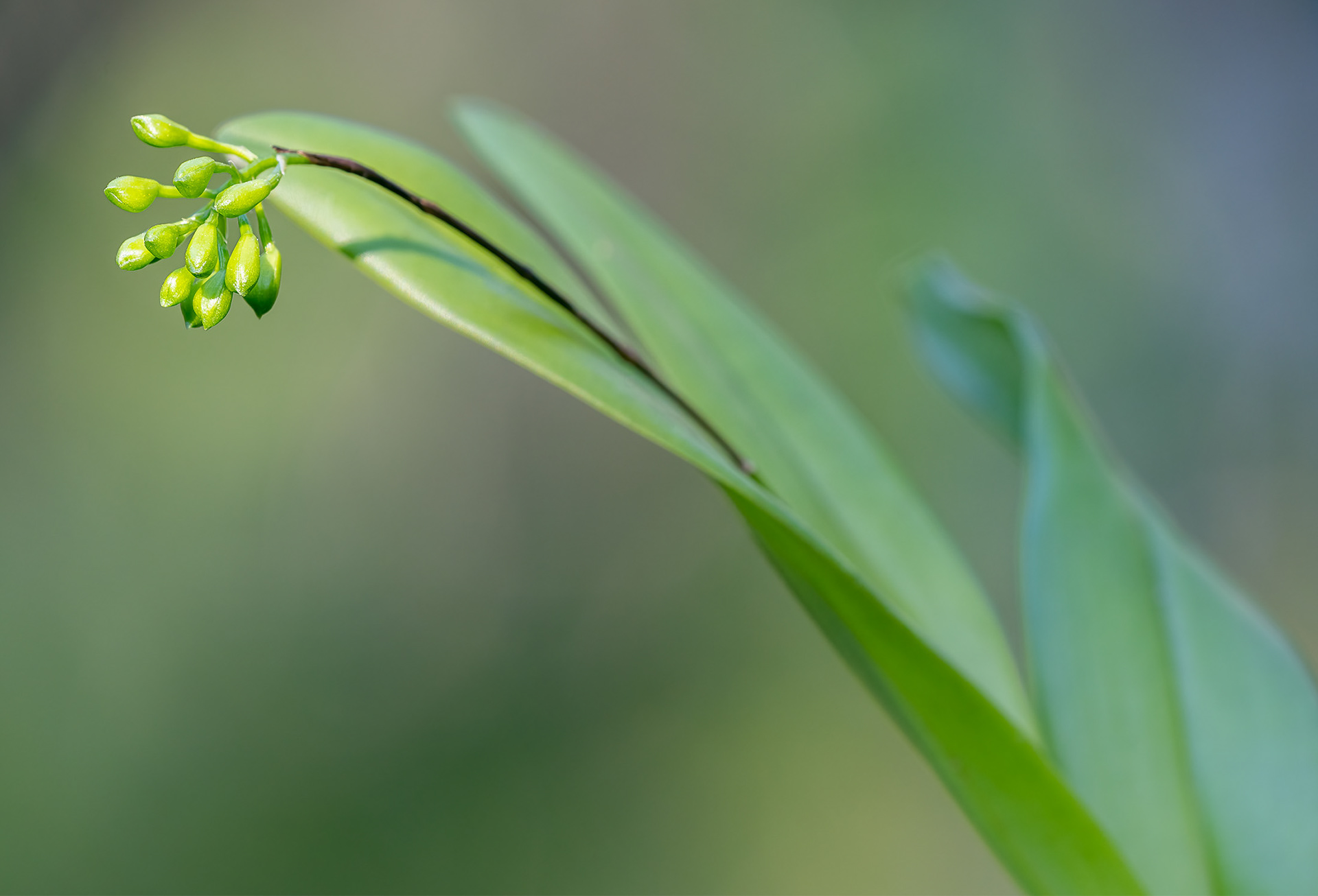 Dingy Flowered Star Orchid Buds