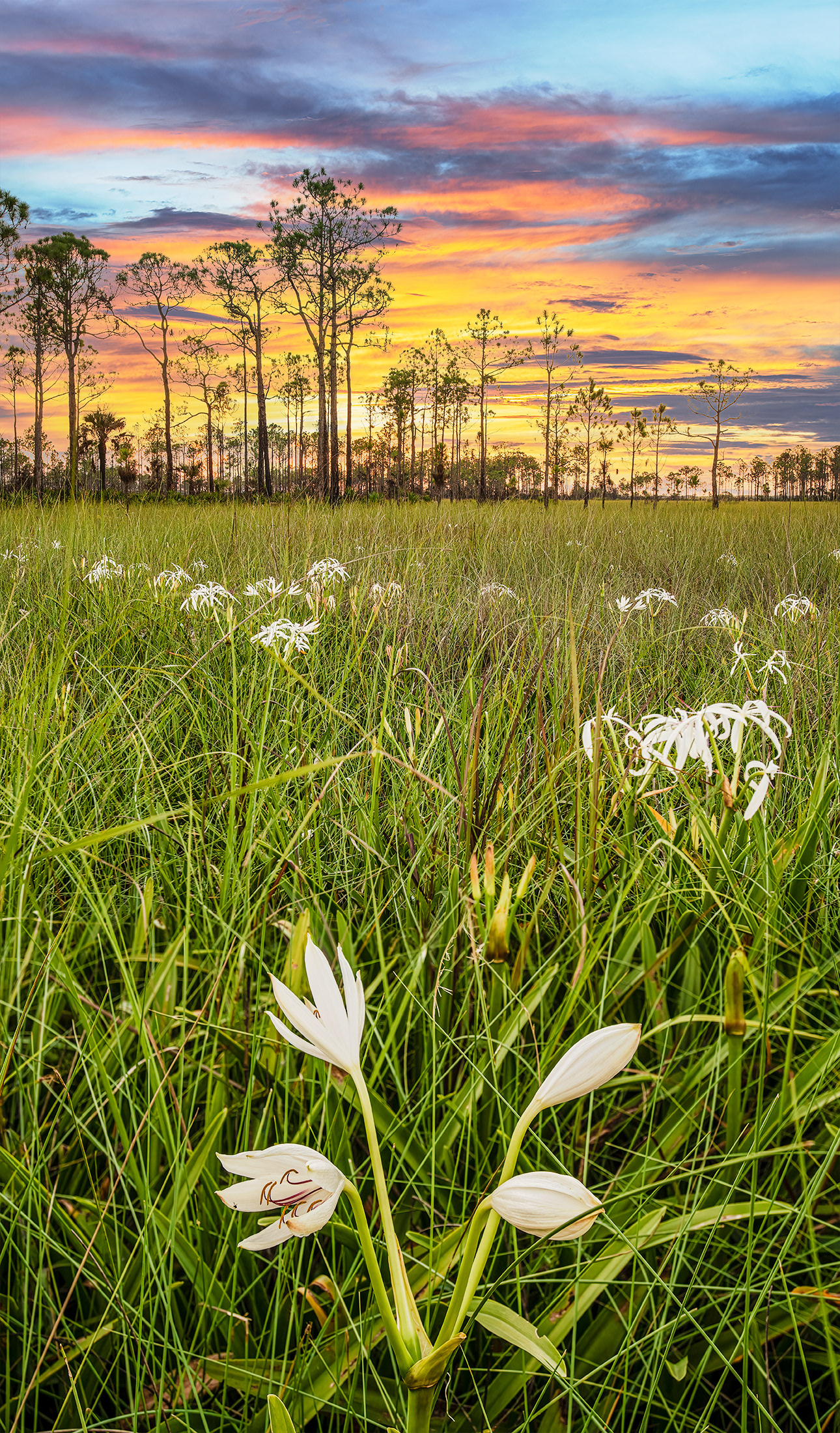 Big Cypress Swamp Lily