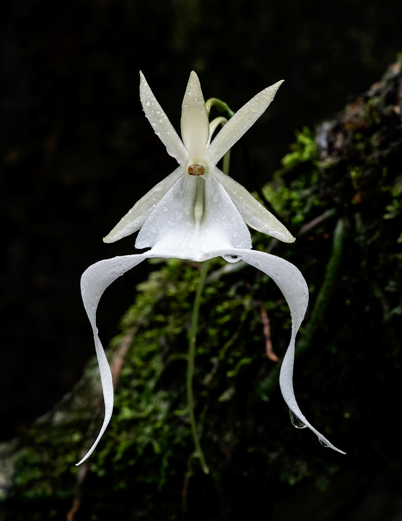 Ghost Orchid 2021