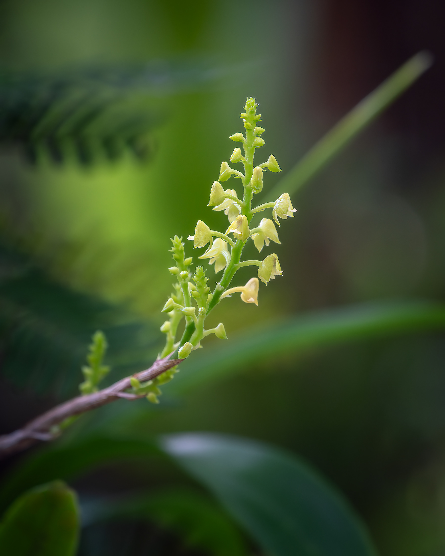 Yellow Helmet Orchid 