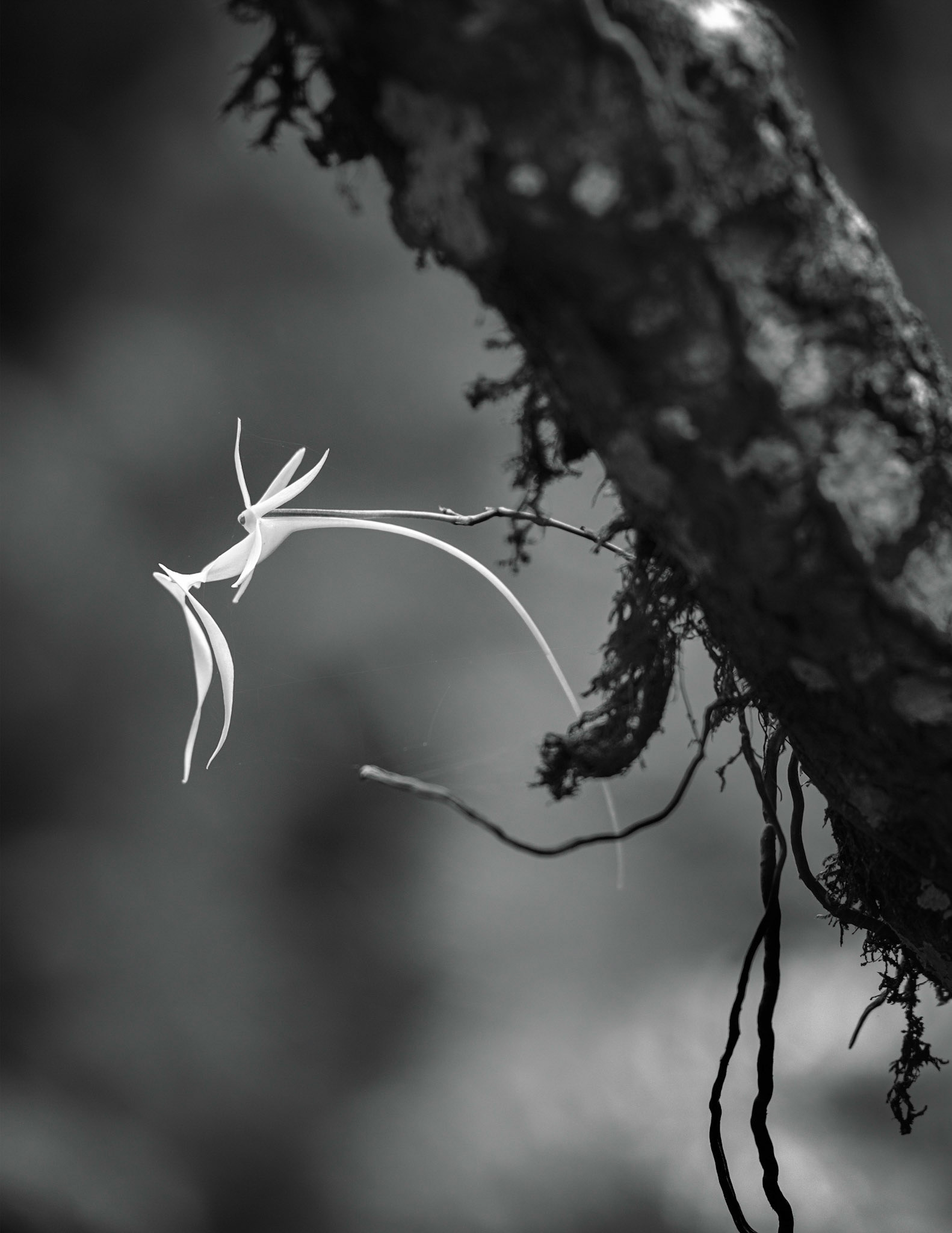 Ghost Orchid 1 B&W