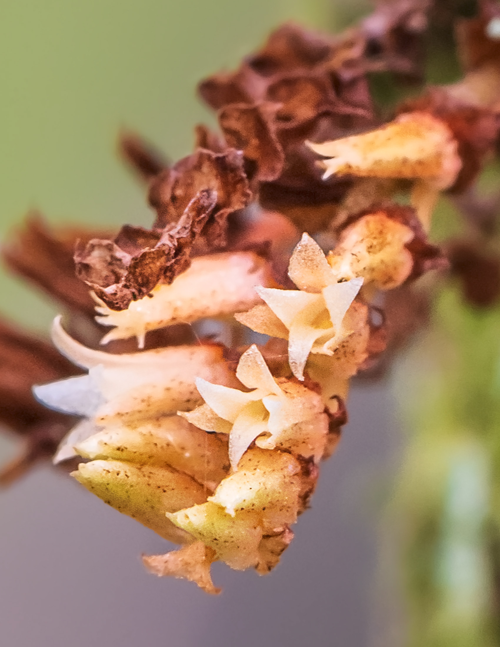 Ribbon Orchid Bloom Closeup