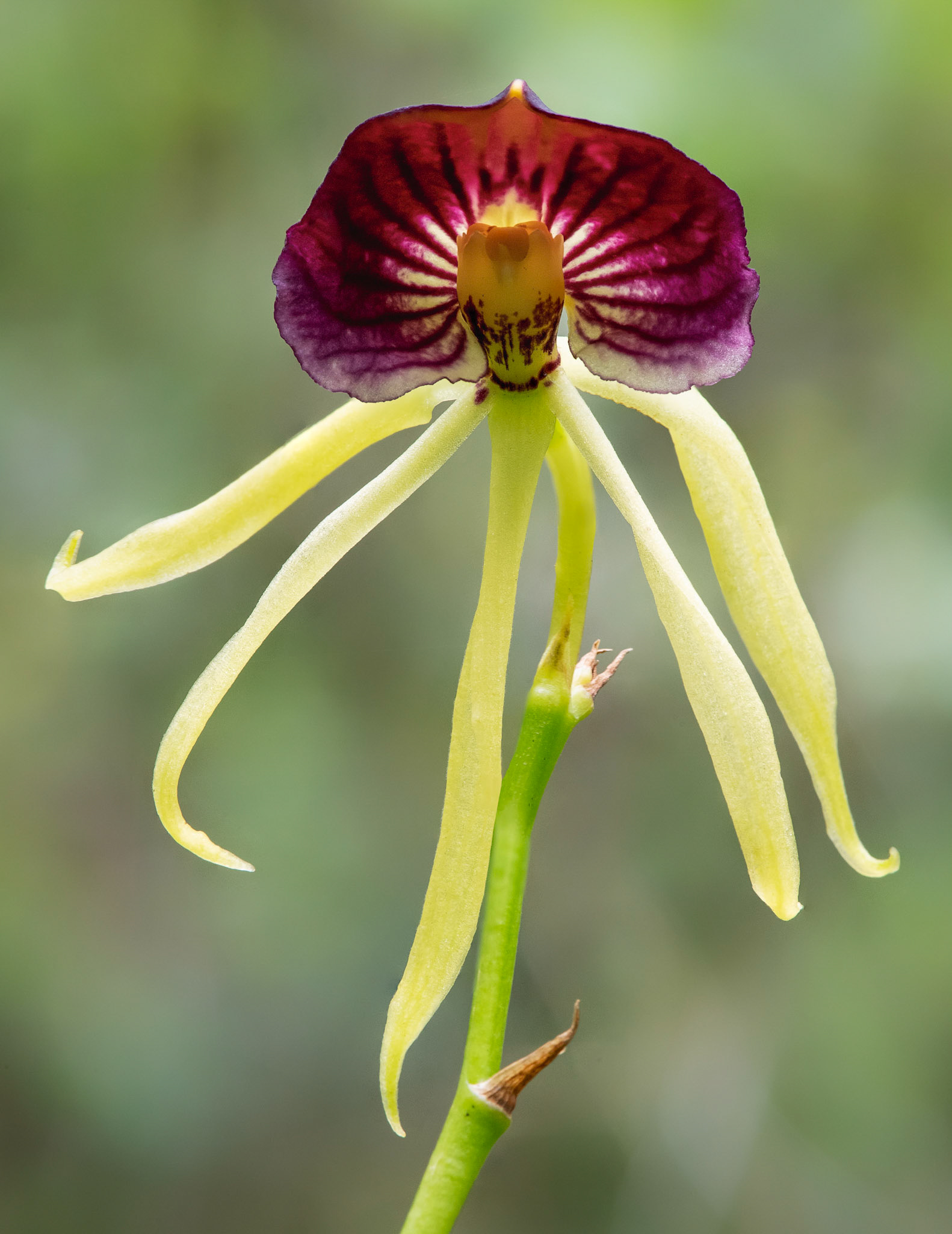 Clamshell Orchid