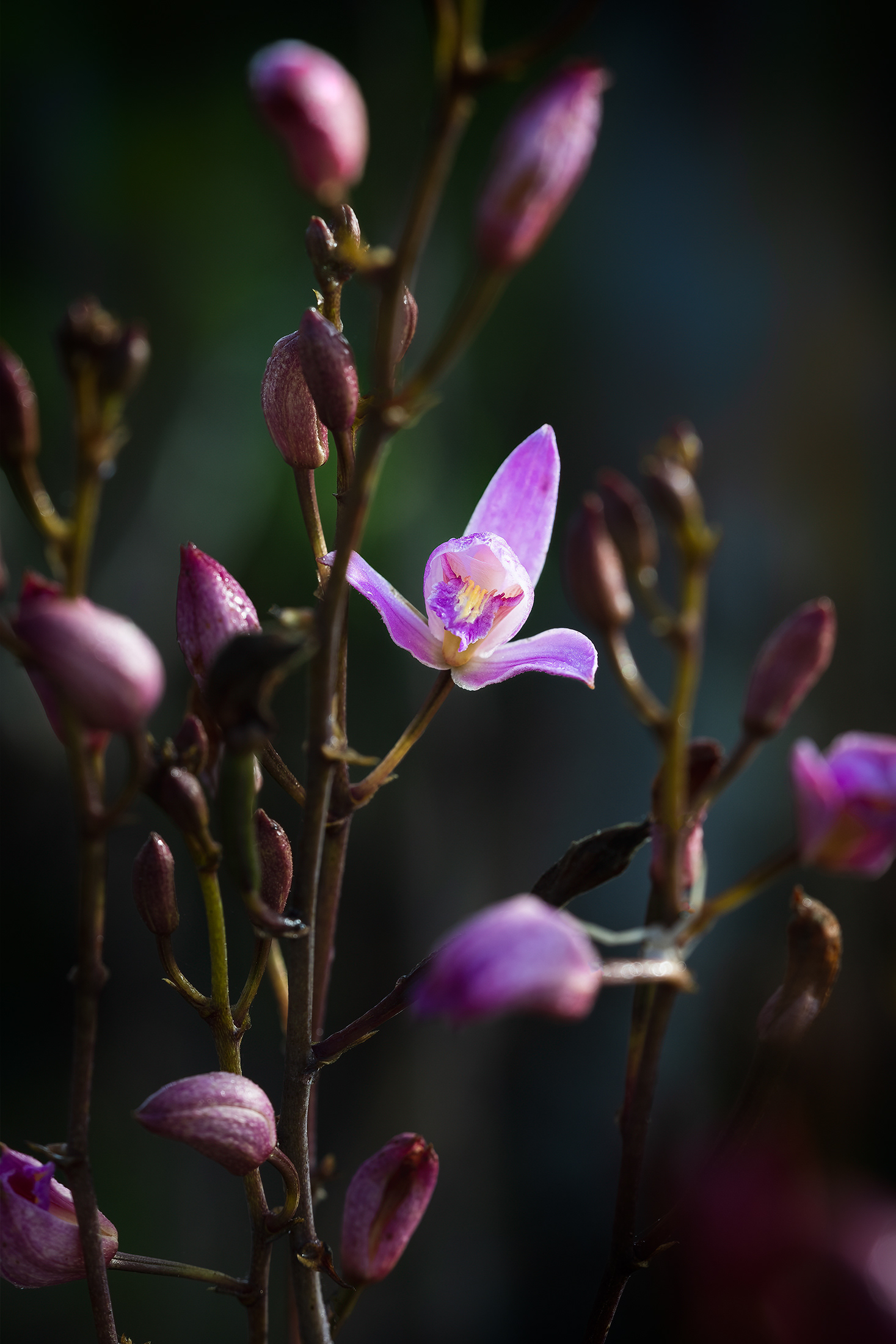 Hello Bletia purpurea