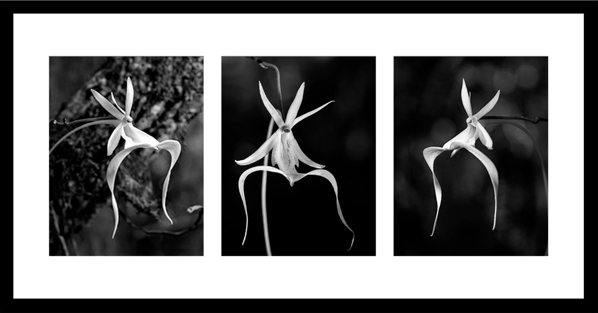 3 collage ghost 5x7 closeup BW
