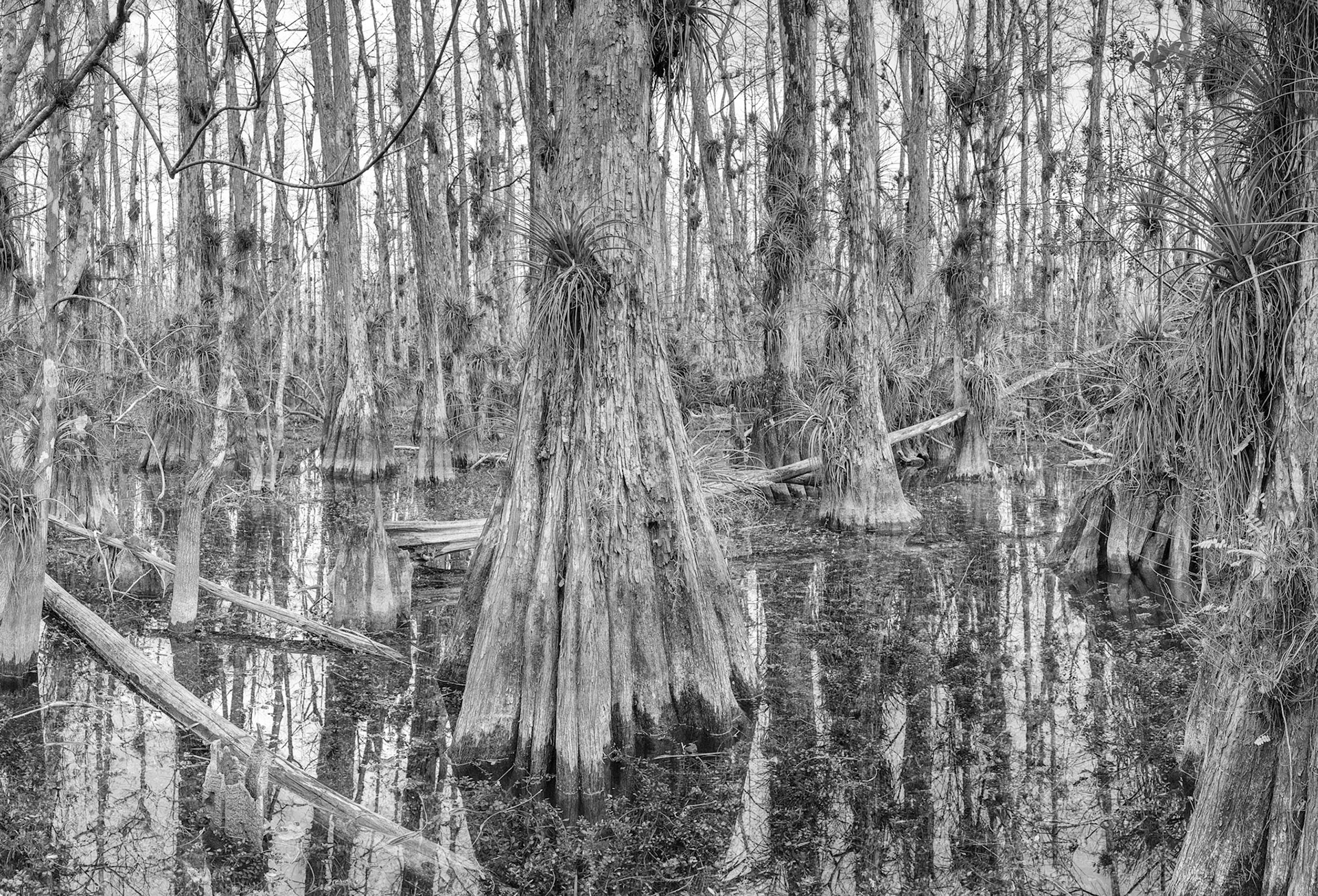 Cypress swamp
