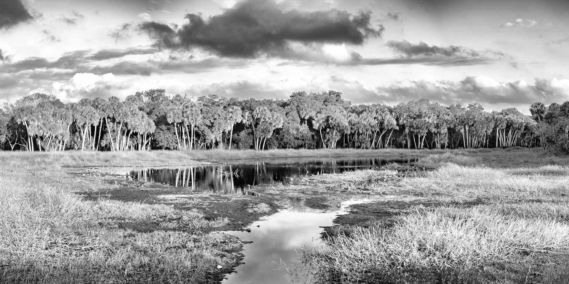 Myakka Reflections