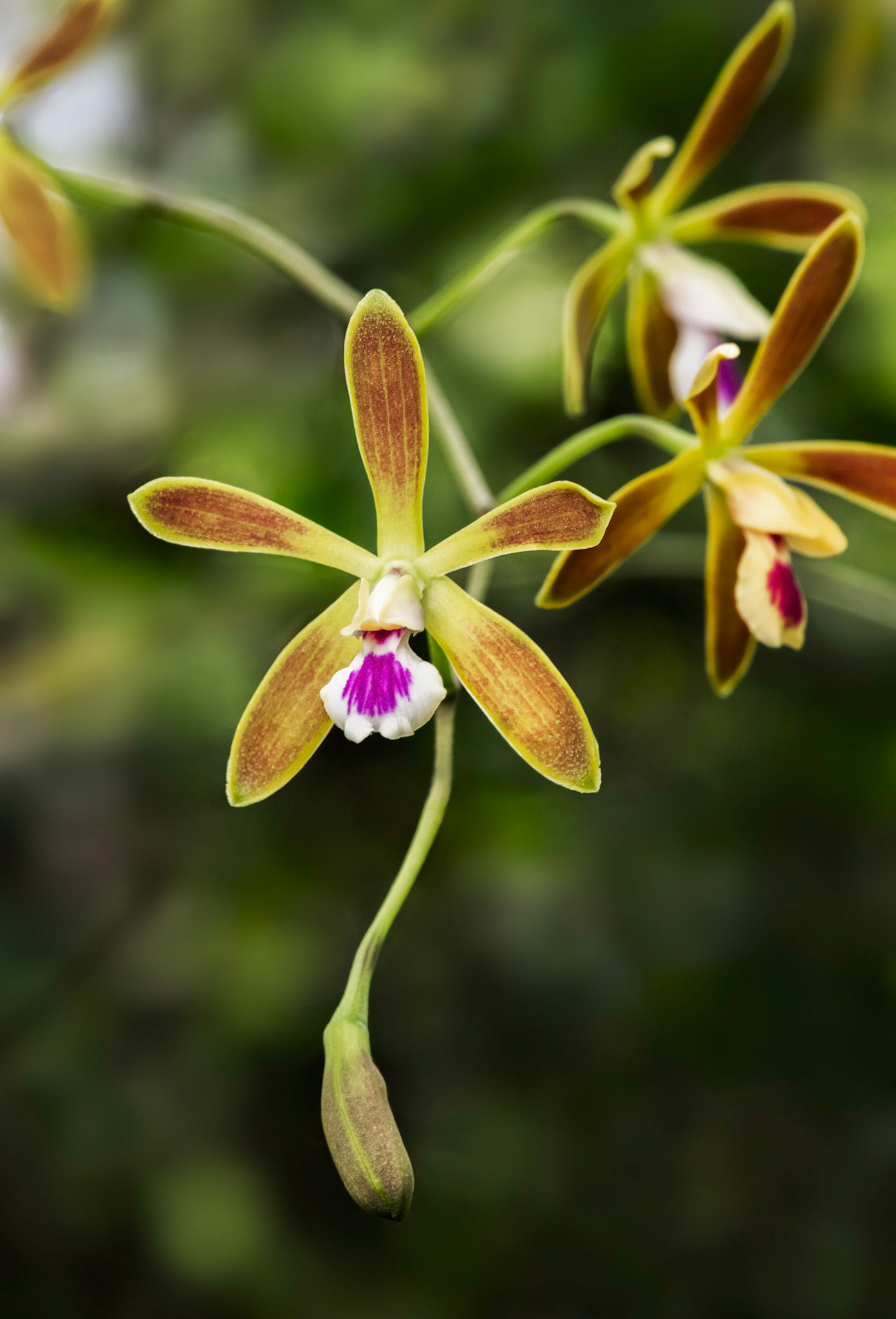 Butterfly Orchid
