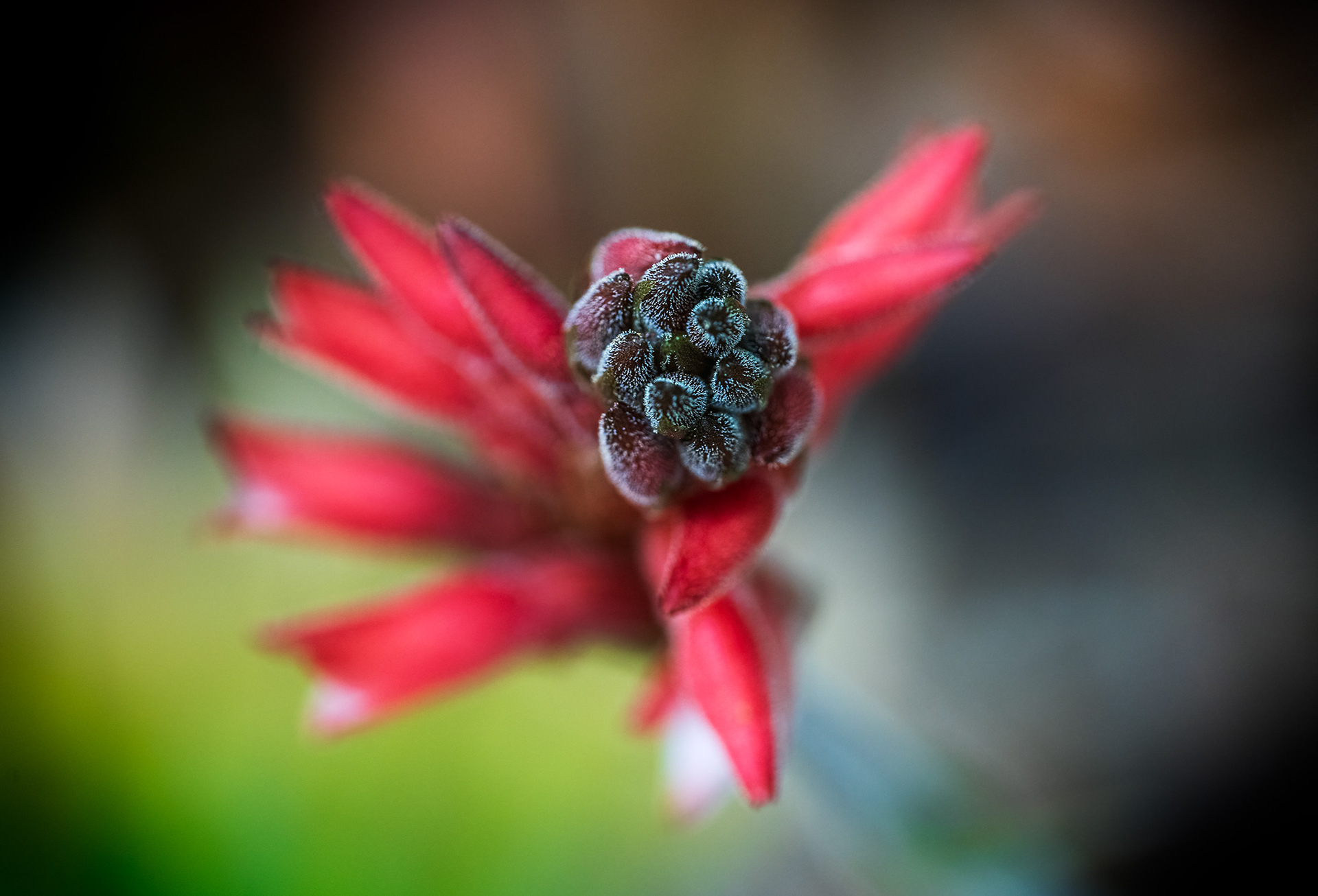 Fakahatchee Beaked Orchid Top View