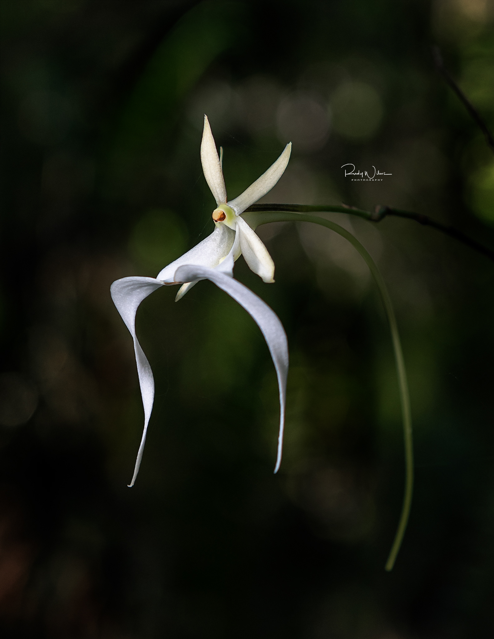 Ghost Orchid 2