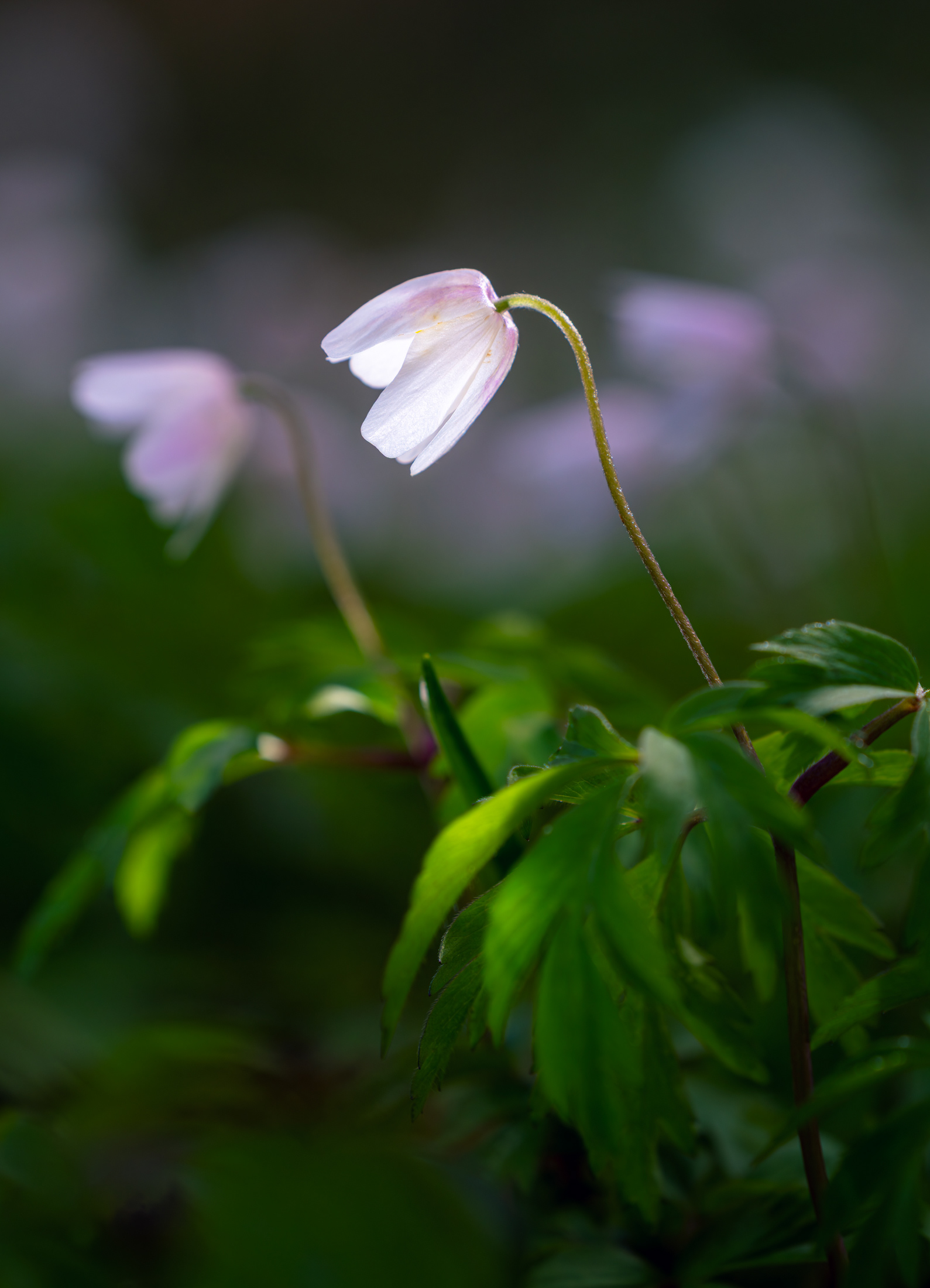 The Anemone Lamp