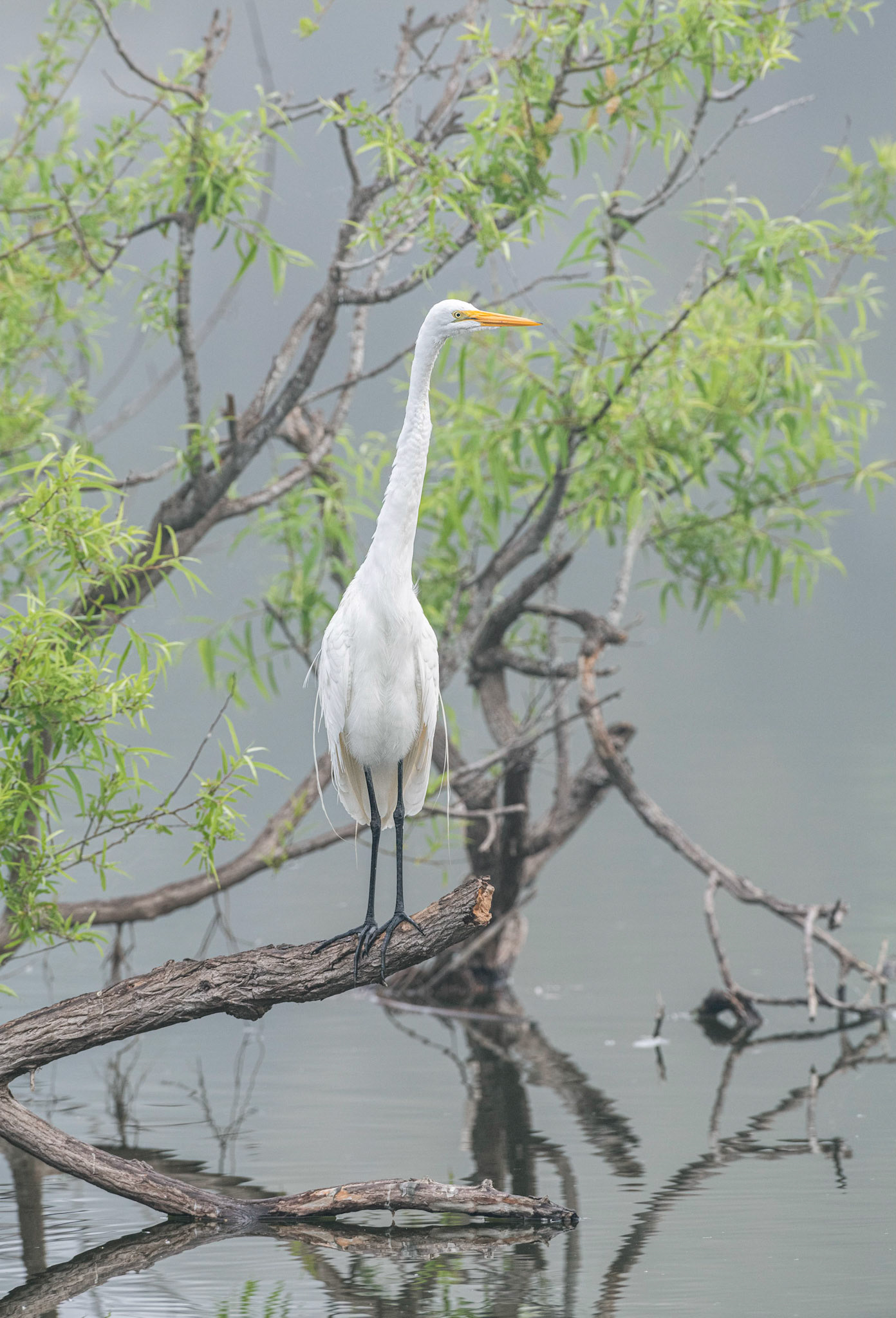 Great Egret in the fog