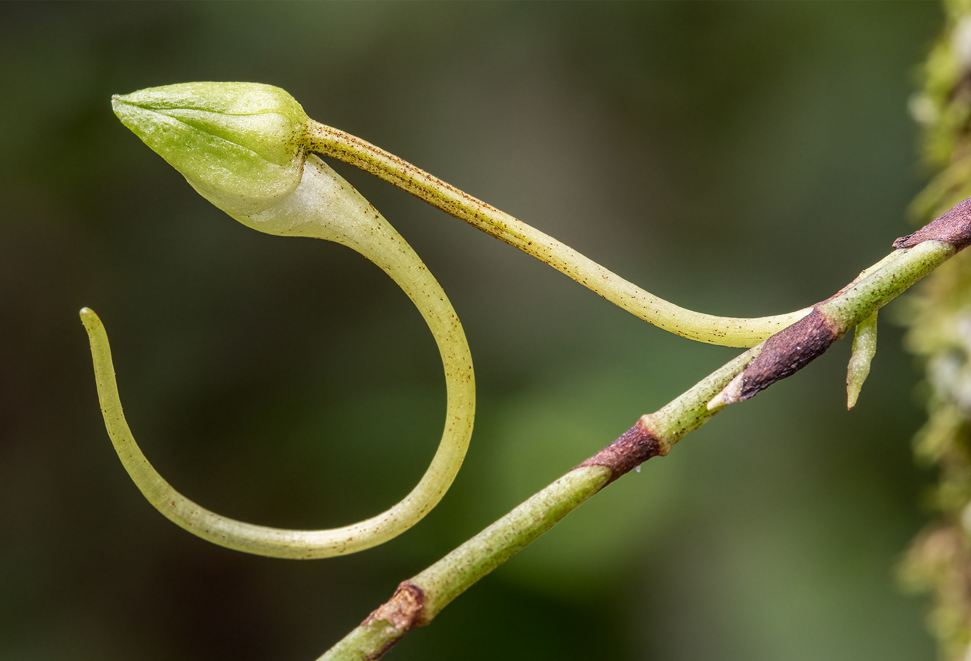 Ghost Orchid Bud