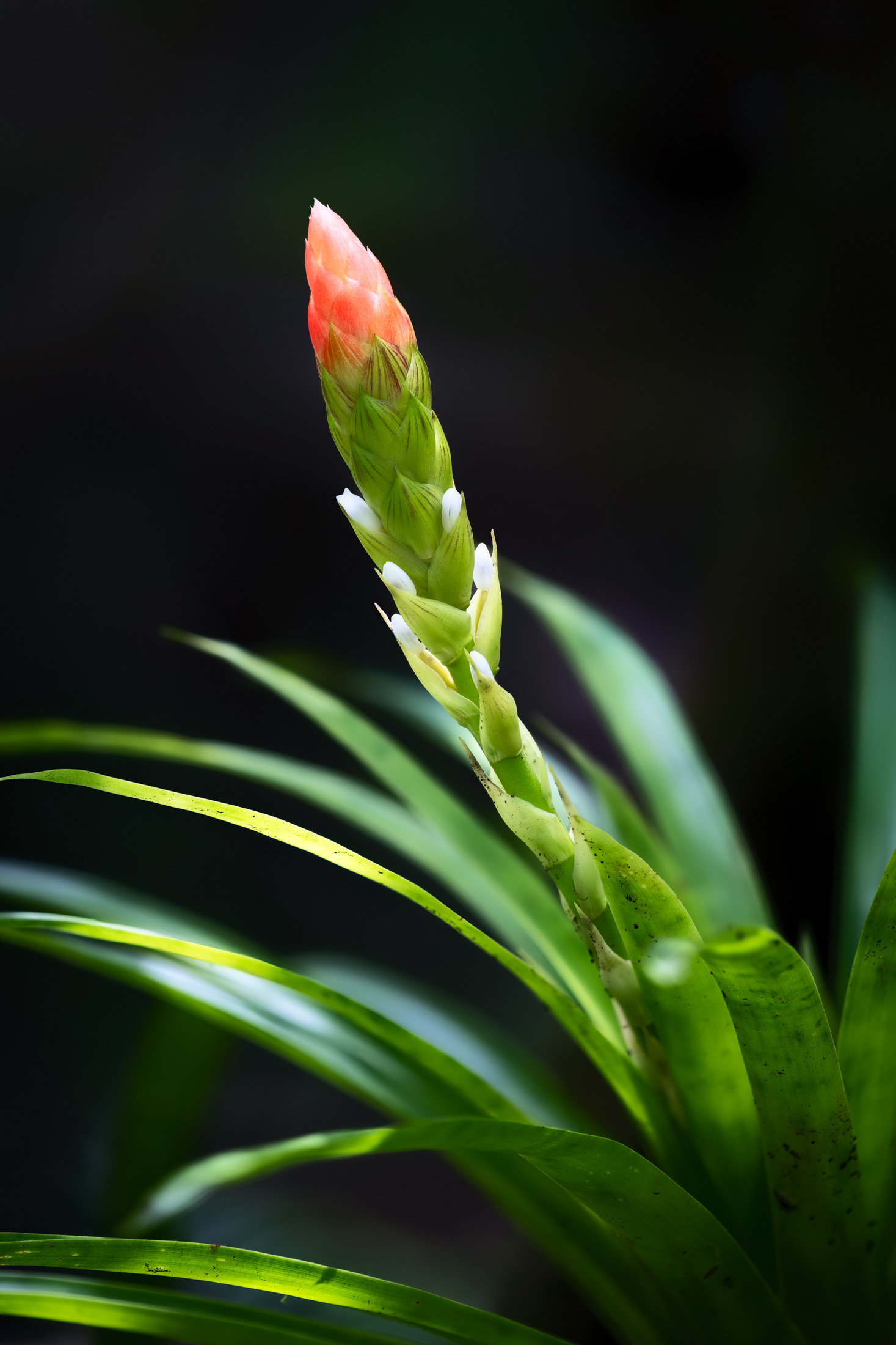 Illuminating Guzmania bloom
