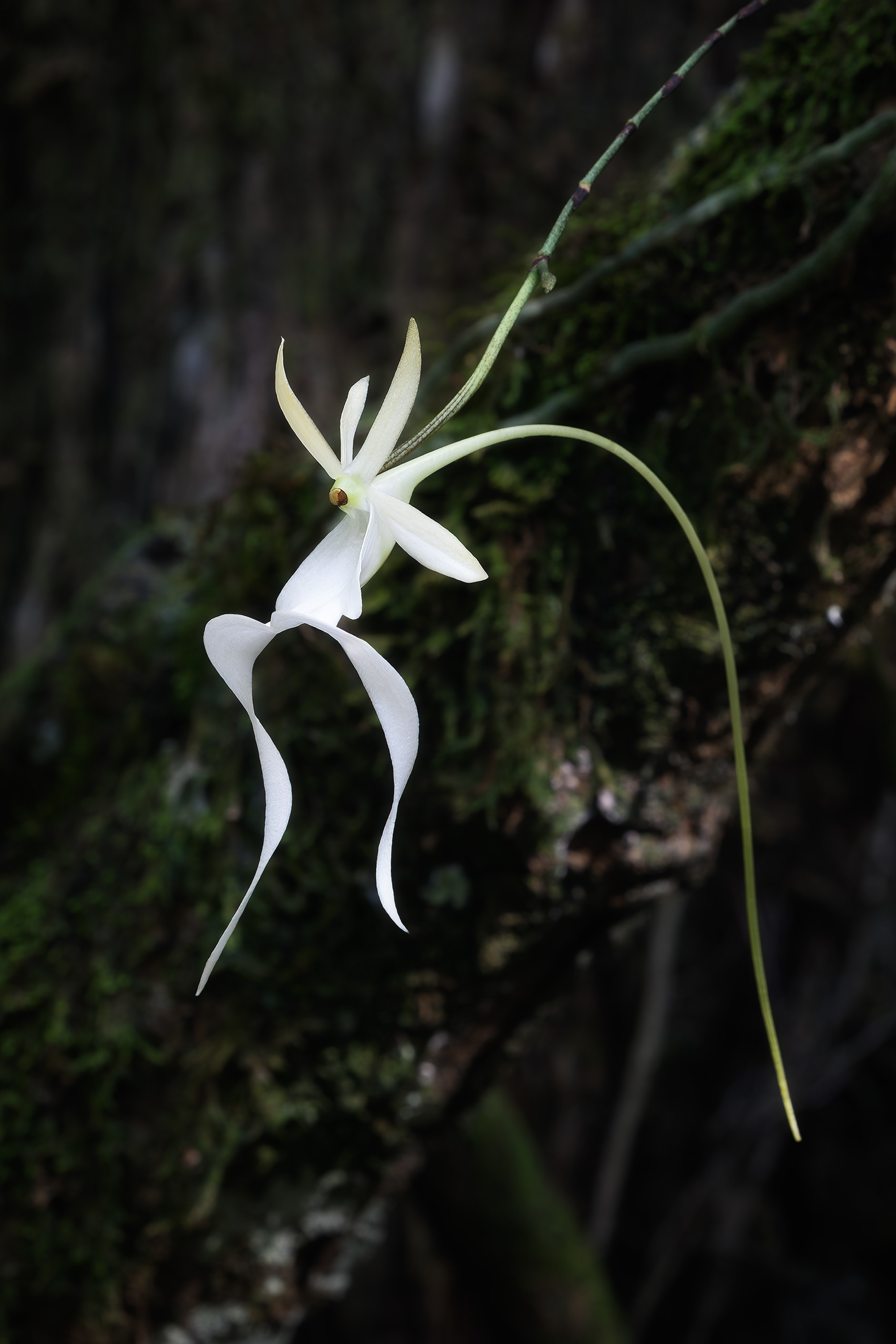 Billy Ghost Orchid 2023