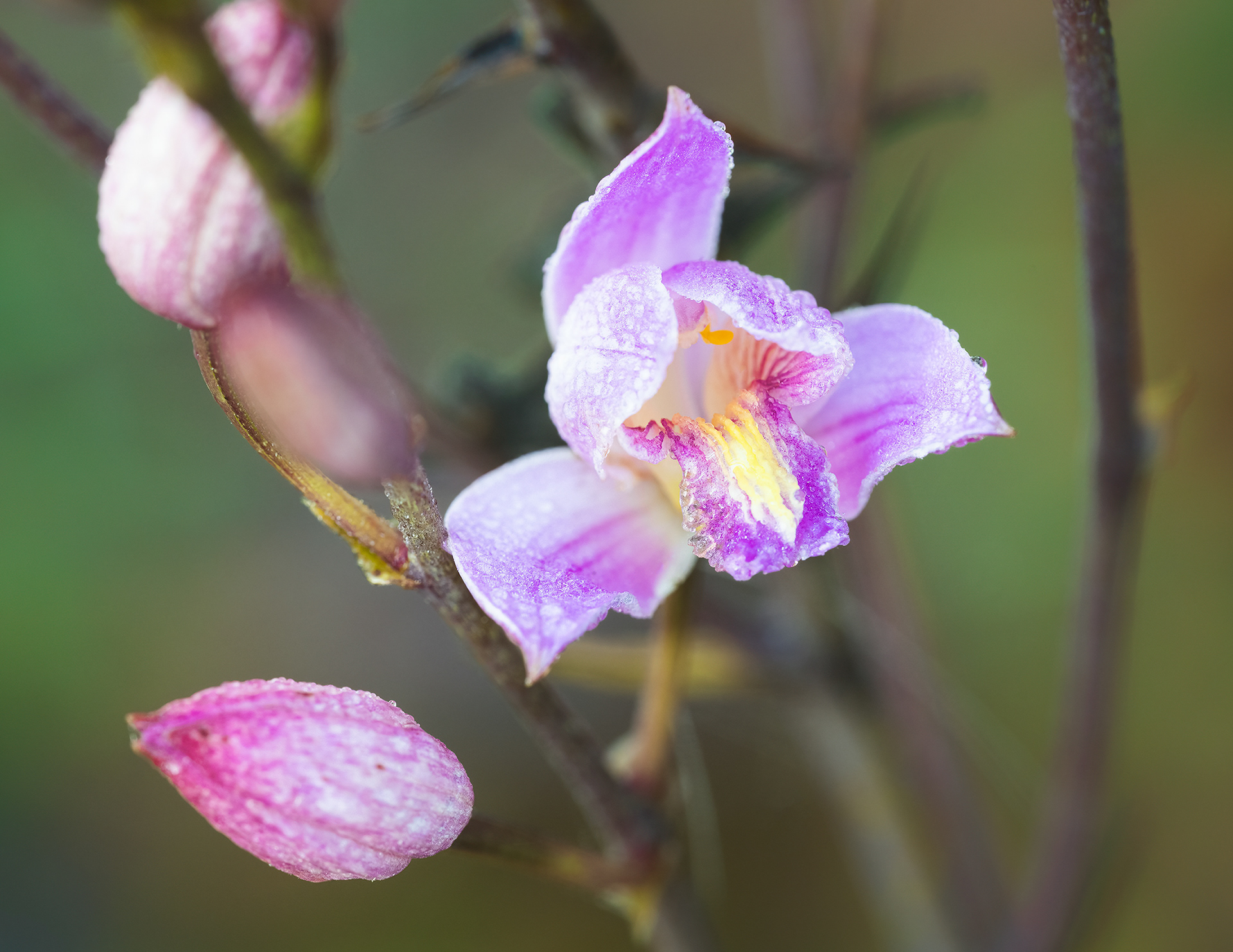Bletia Purpurea morning dew