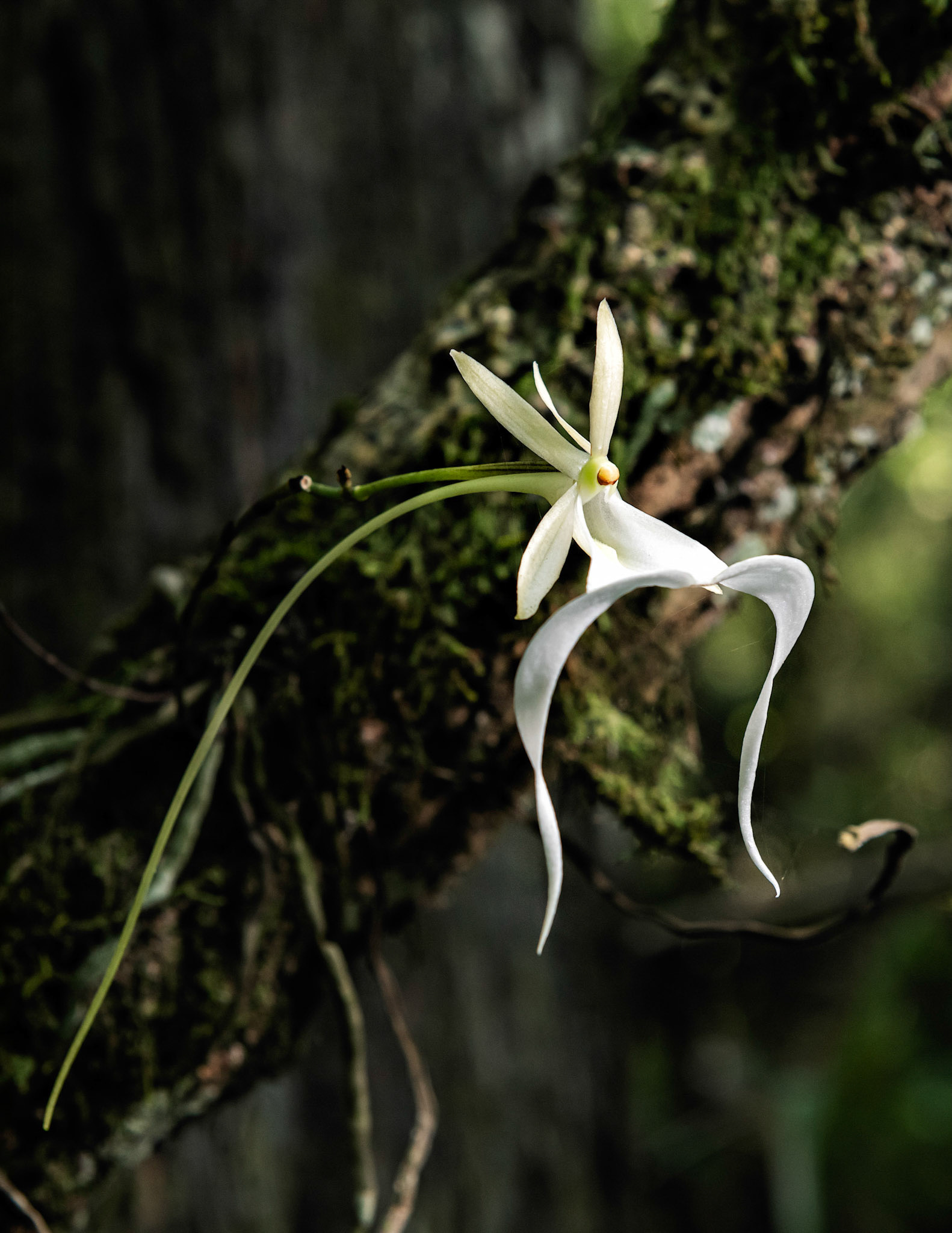 Ghost Orchid