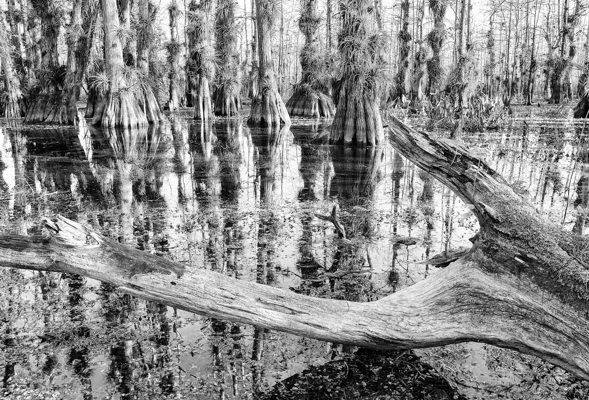 Gator Hook Fallen Tree