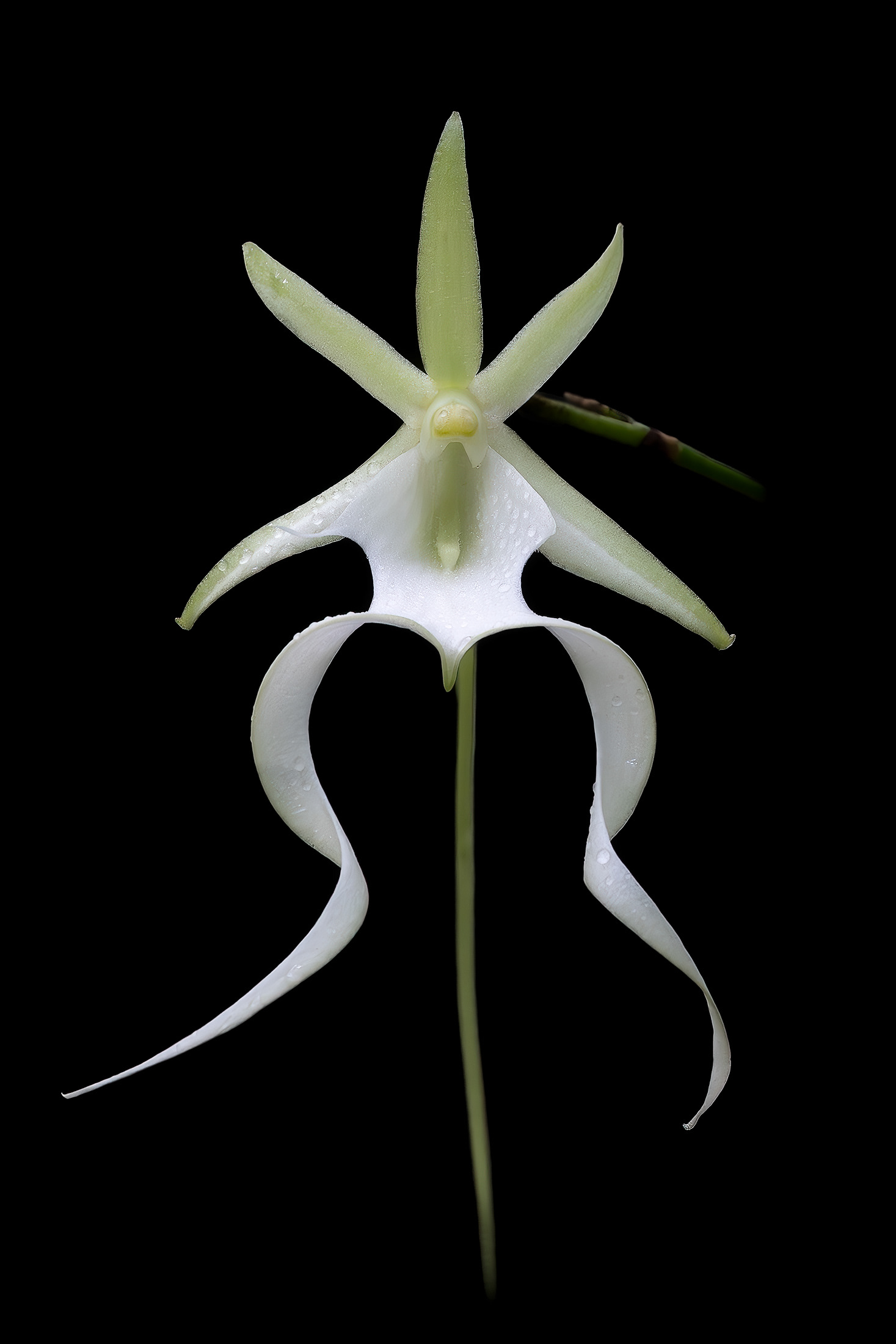 Unique Ghost Orchid