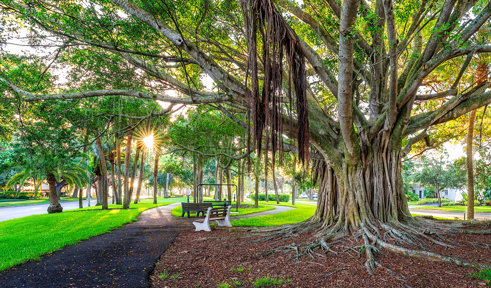 Banyan Trees along Venice Avenue