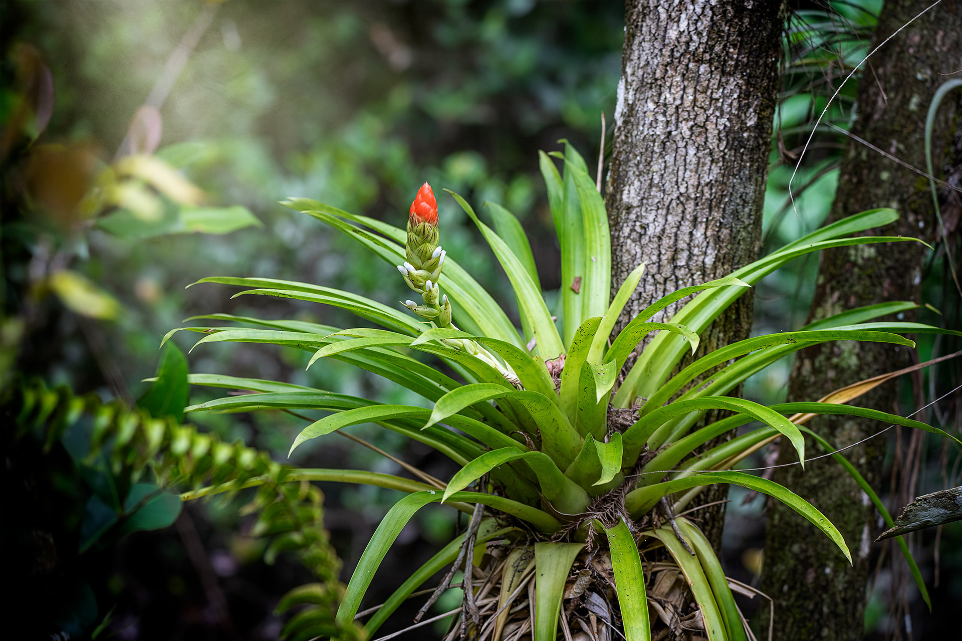Fakahatchee Guzmania