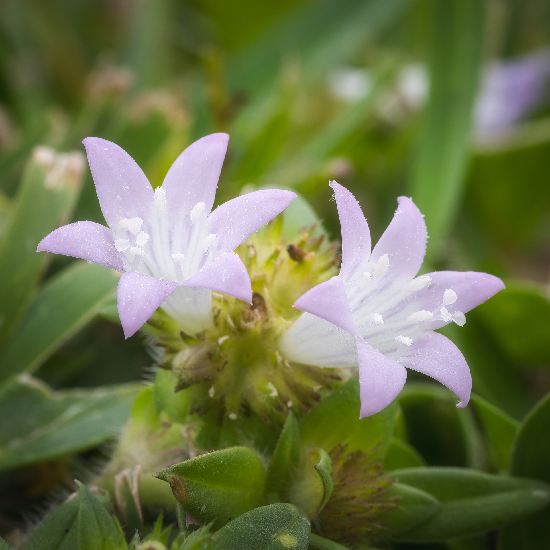 Pair of Florida Snow