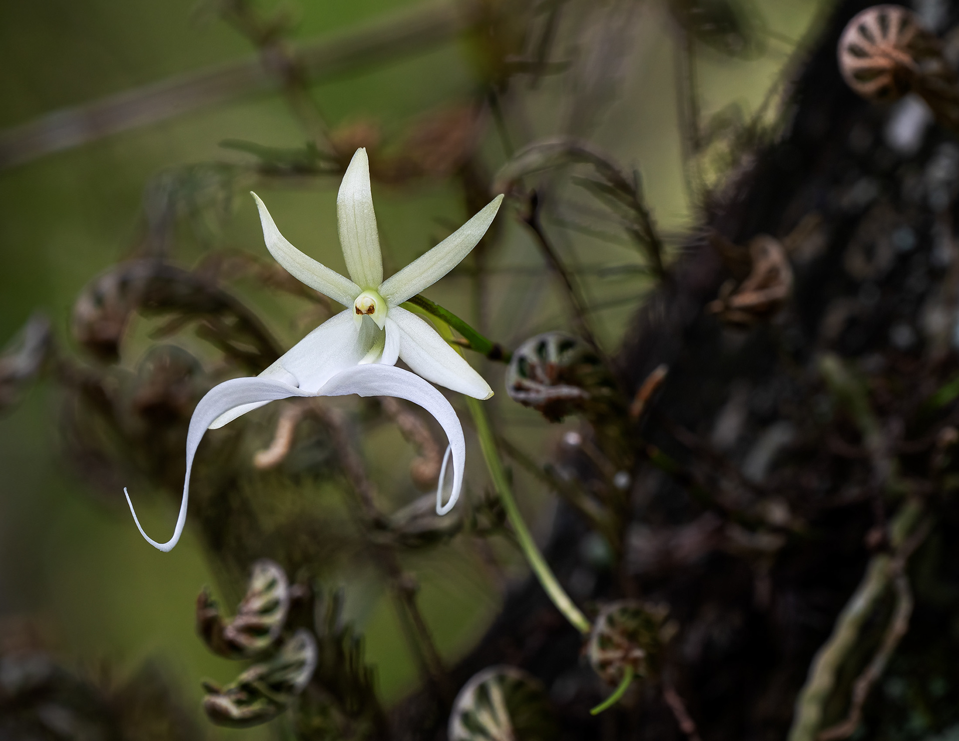 Ghost Orchid Fairy