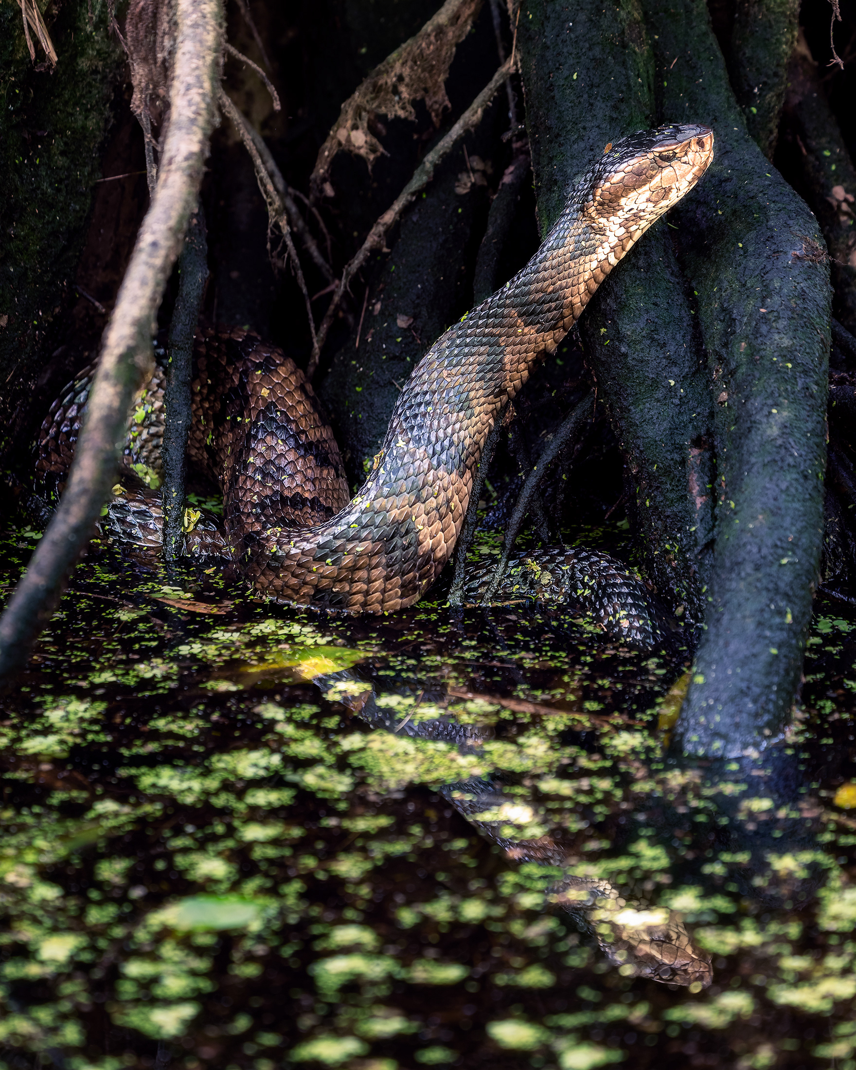 Cottonmouth snake