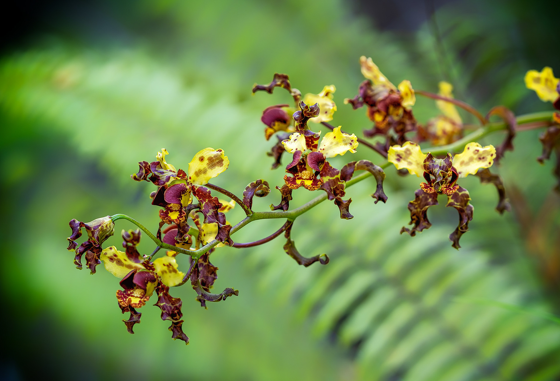 Cigar Orchid Bloom