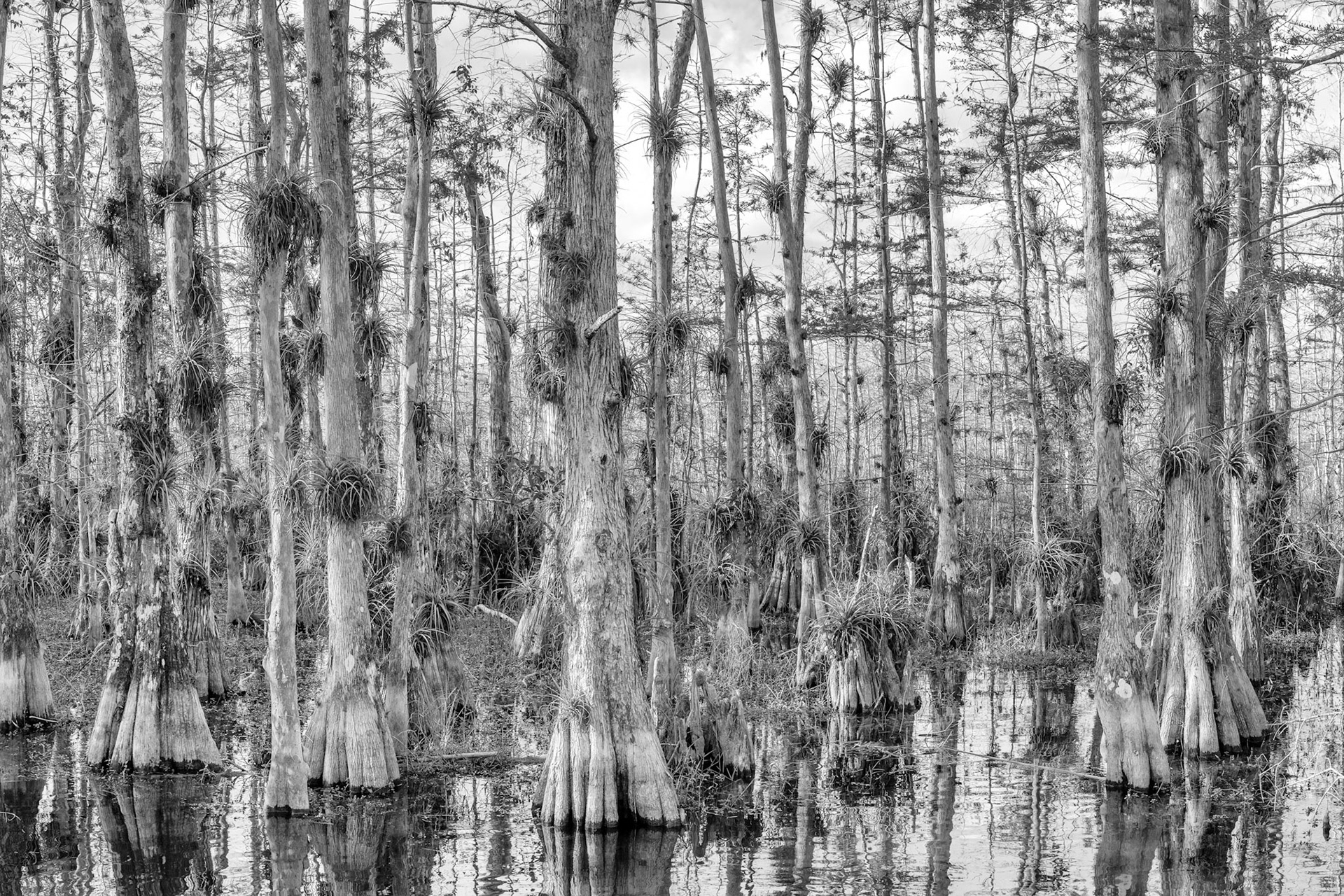 Big Cypress Swamp