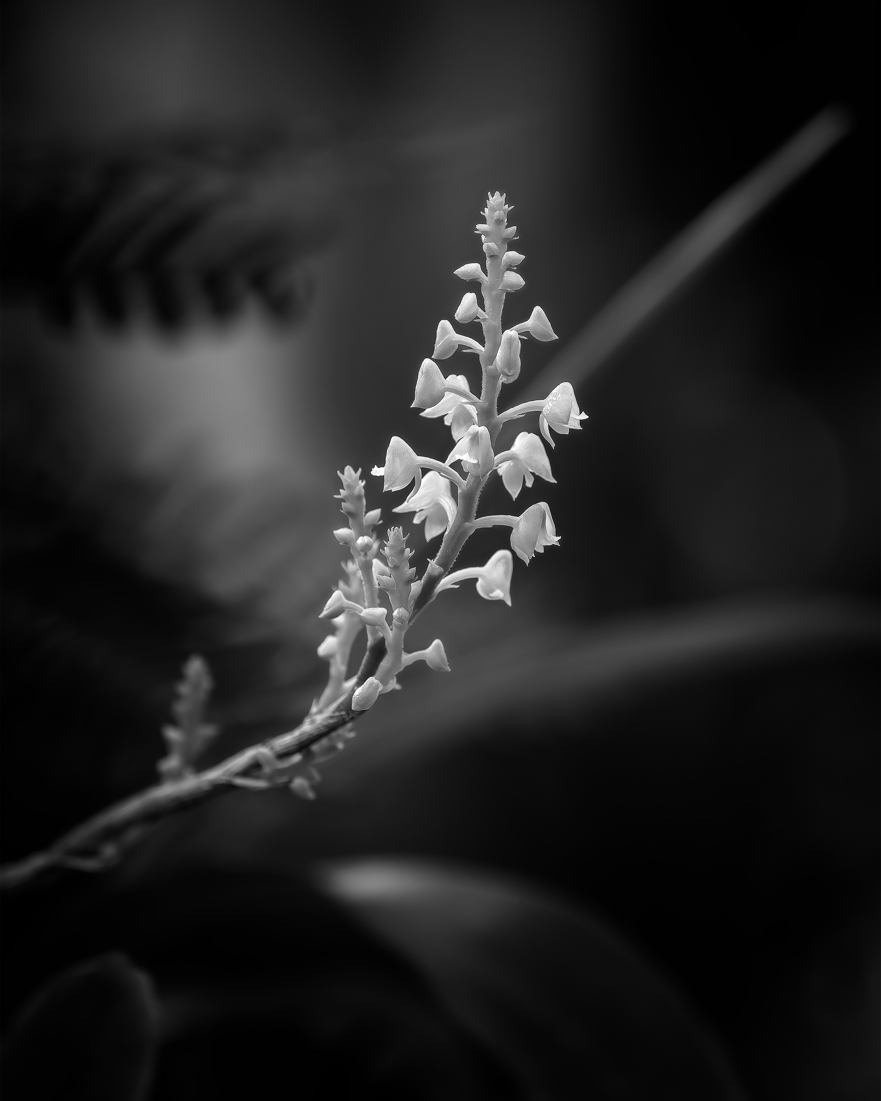 Yellow Helmet Orchid Black and White