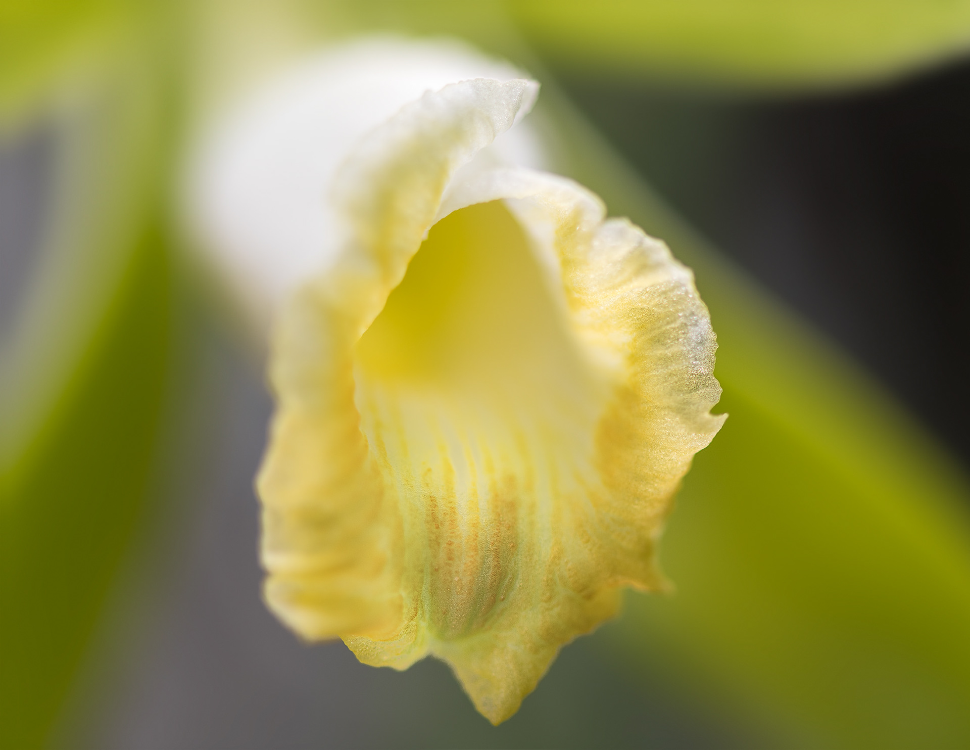 Vanilla Orchid Closeup