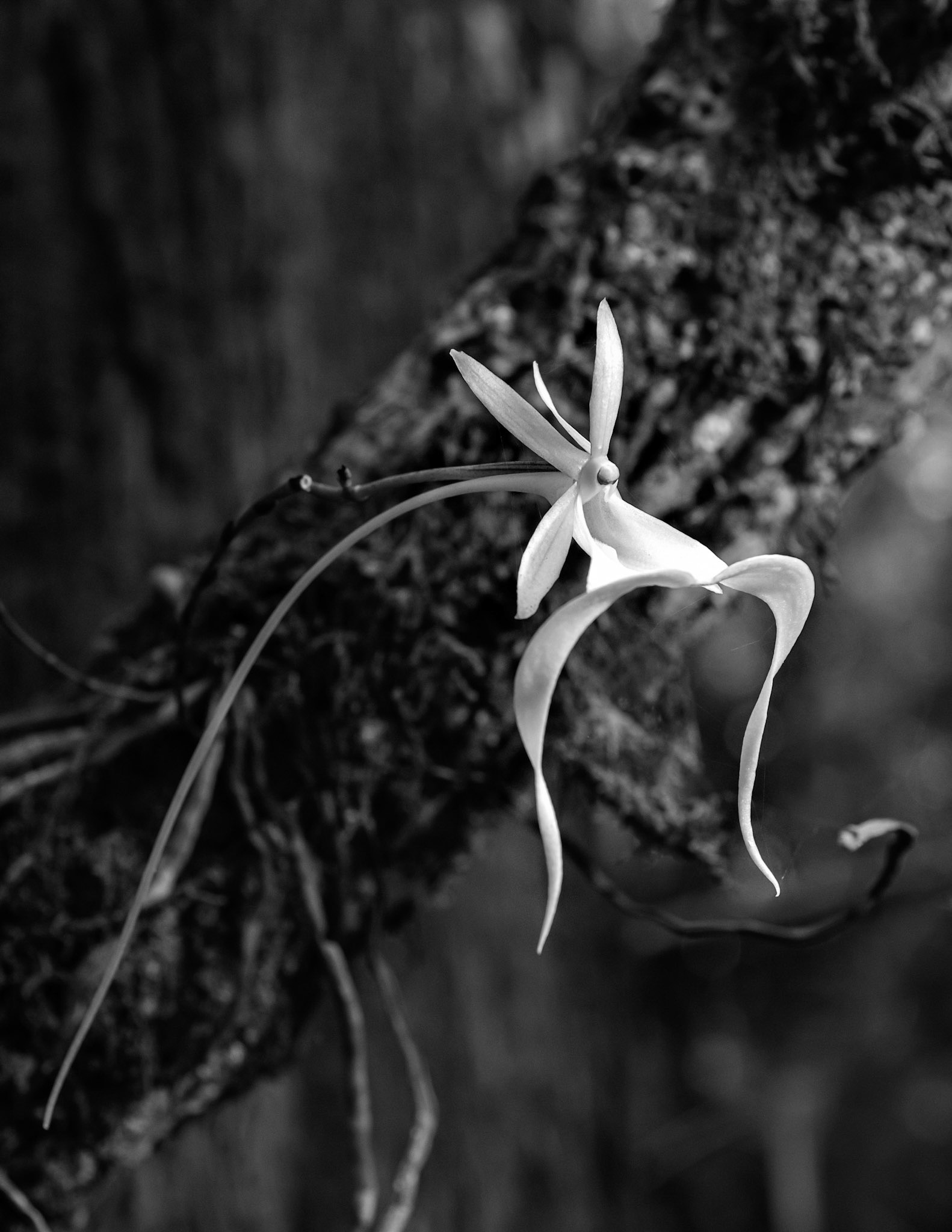 Ghost Orchid B&W
