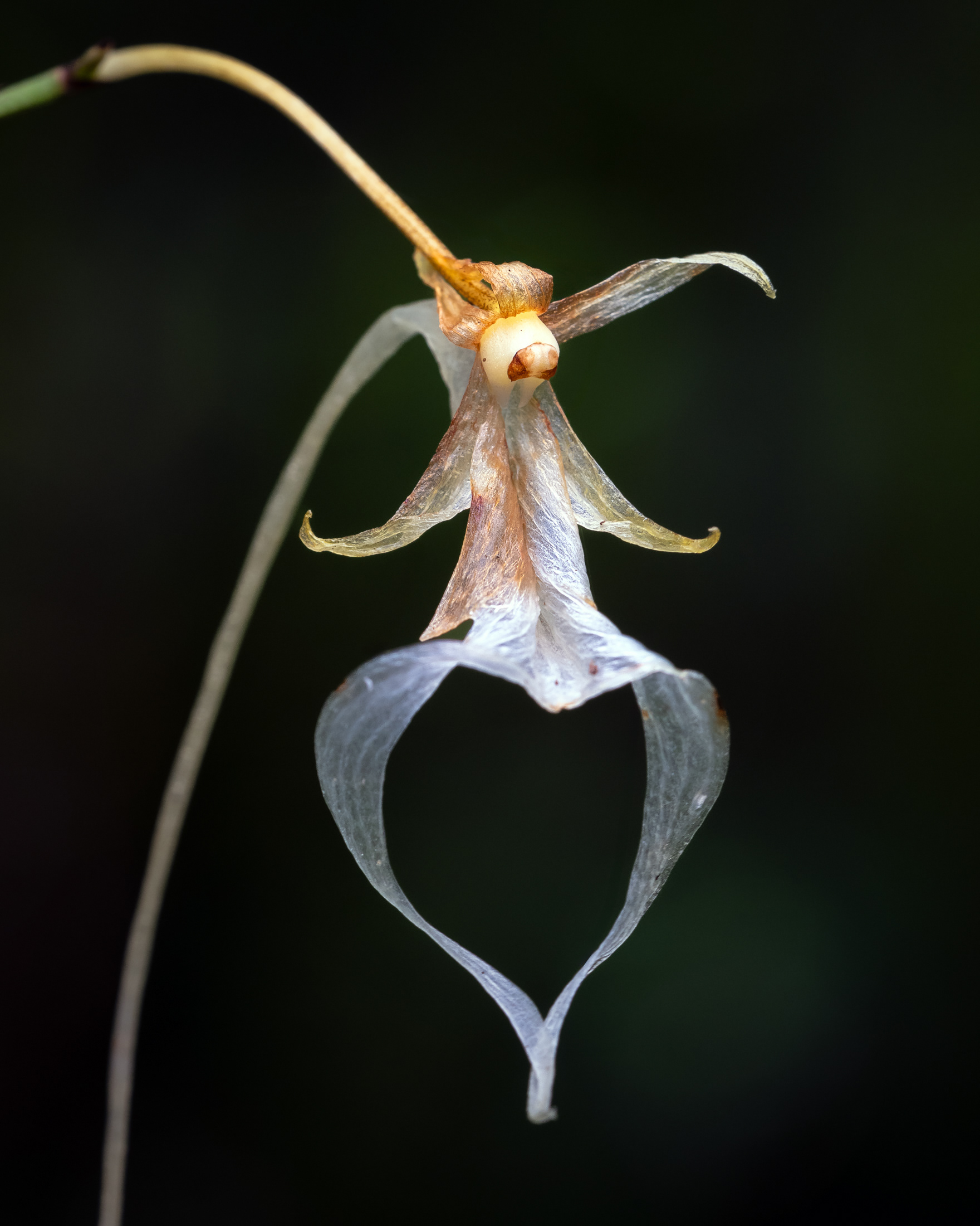 See-through Ghost Orchid 