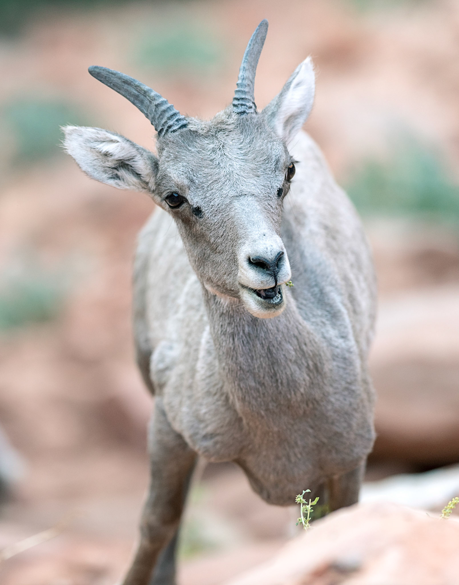 Juvenile bighorn sheep