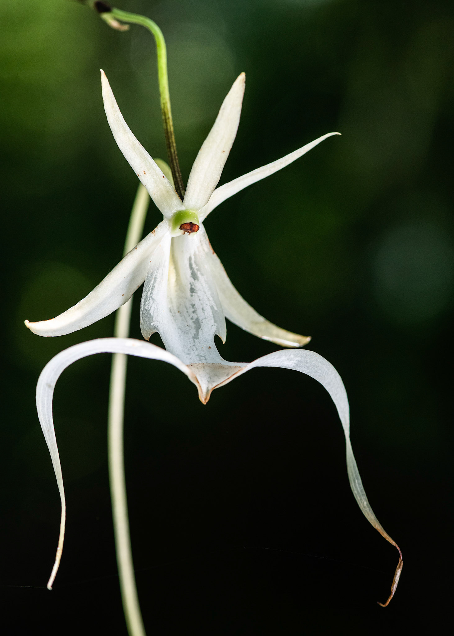 Fading Ghost Orchid