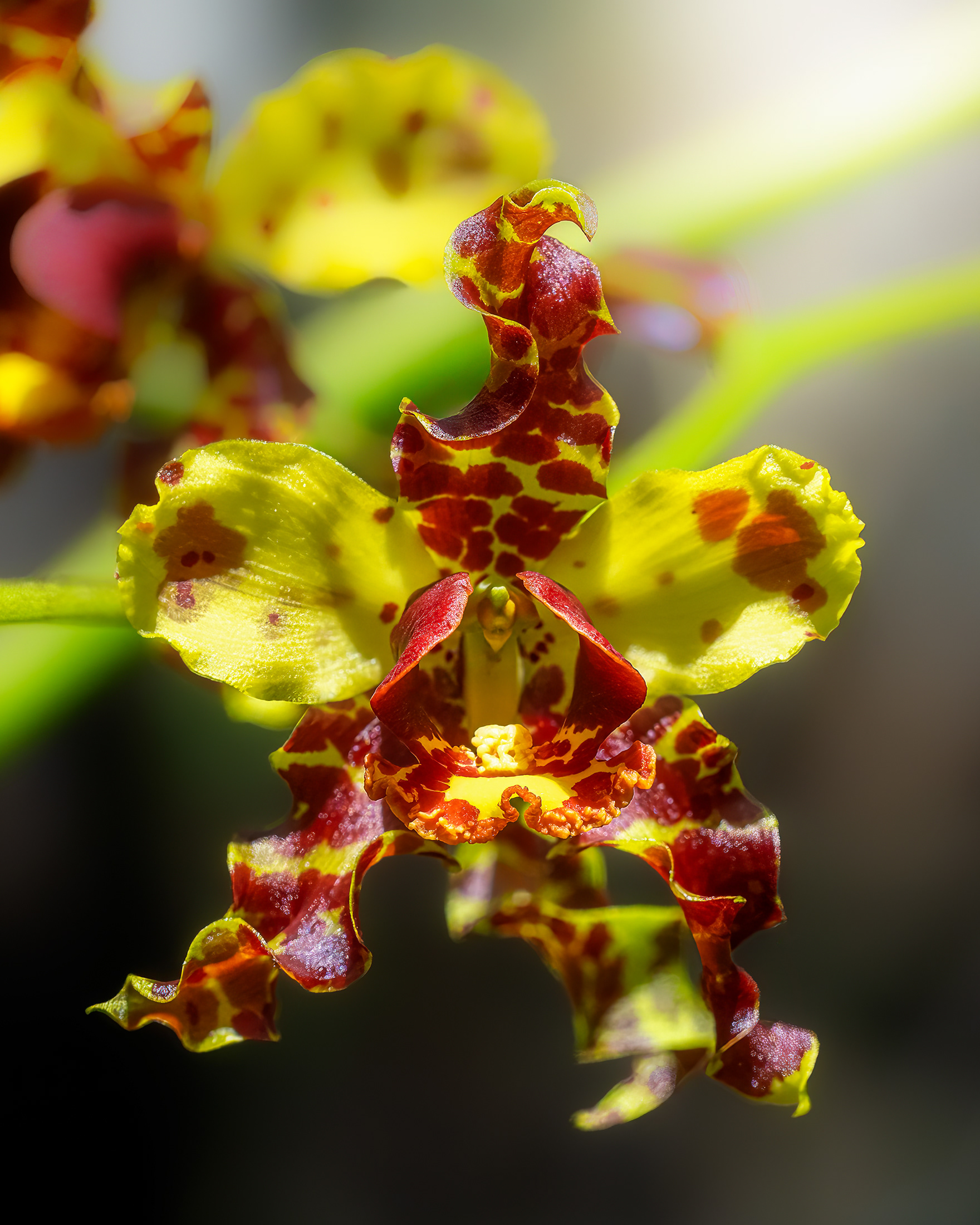 Sunbathing Cigar Orchid