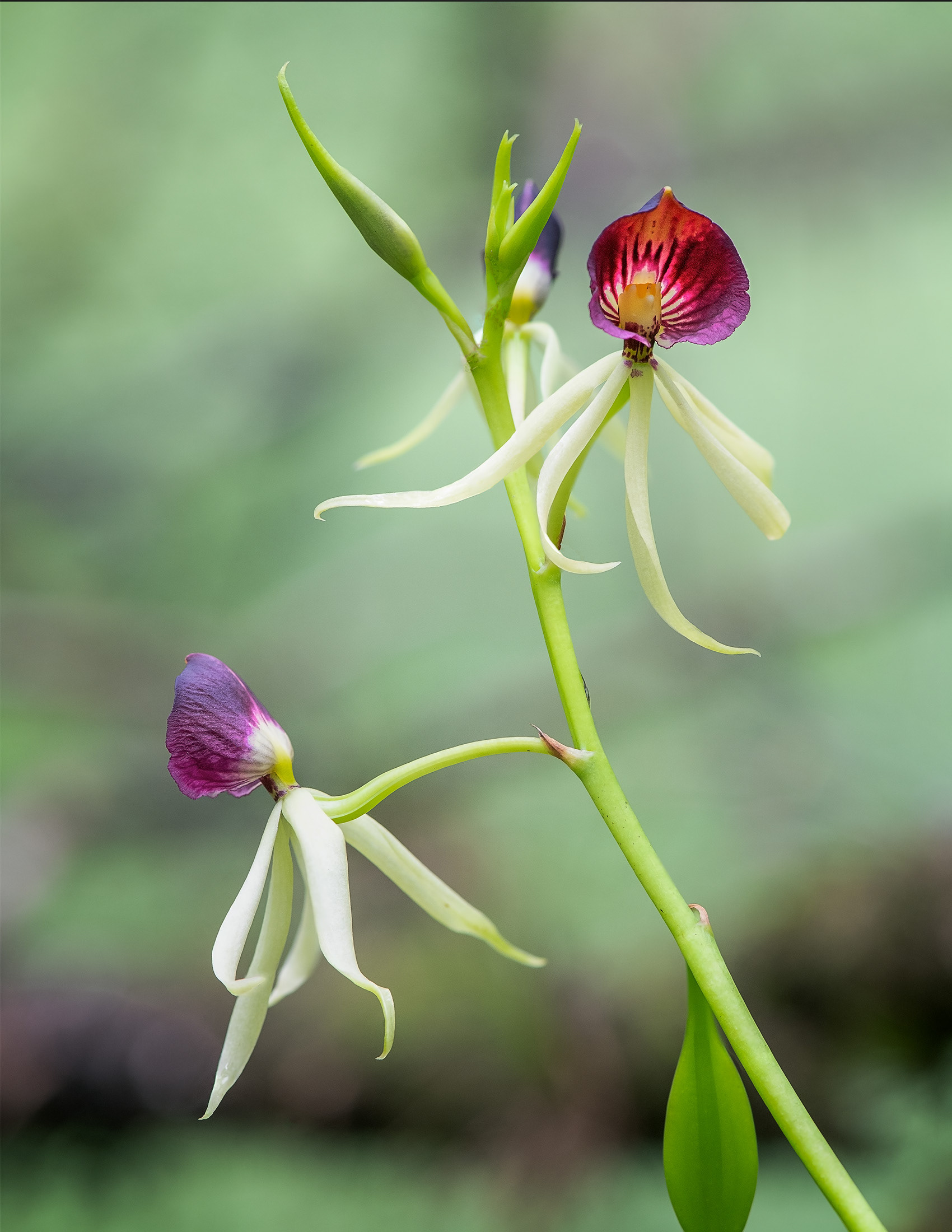 Clamshell Orchid 1