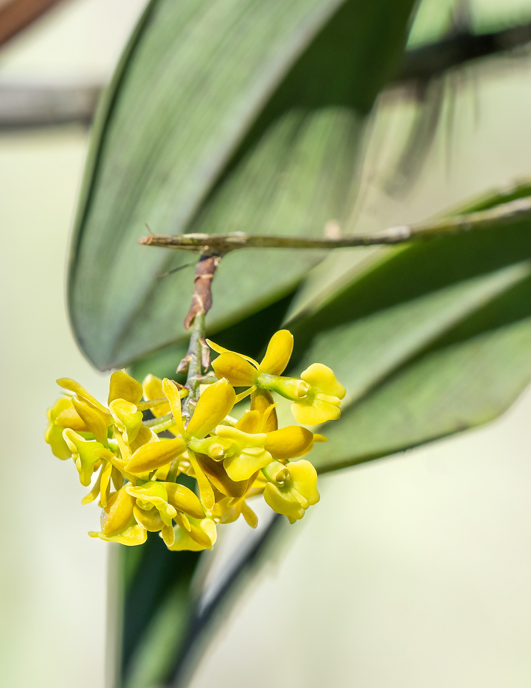 Dingy Flowered Star Orchid 1