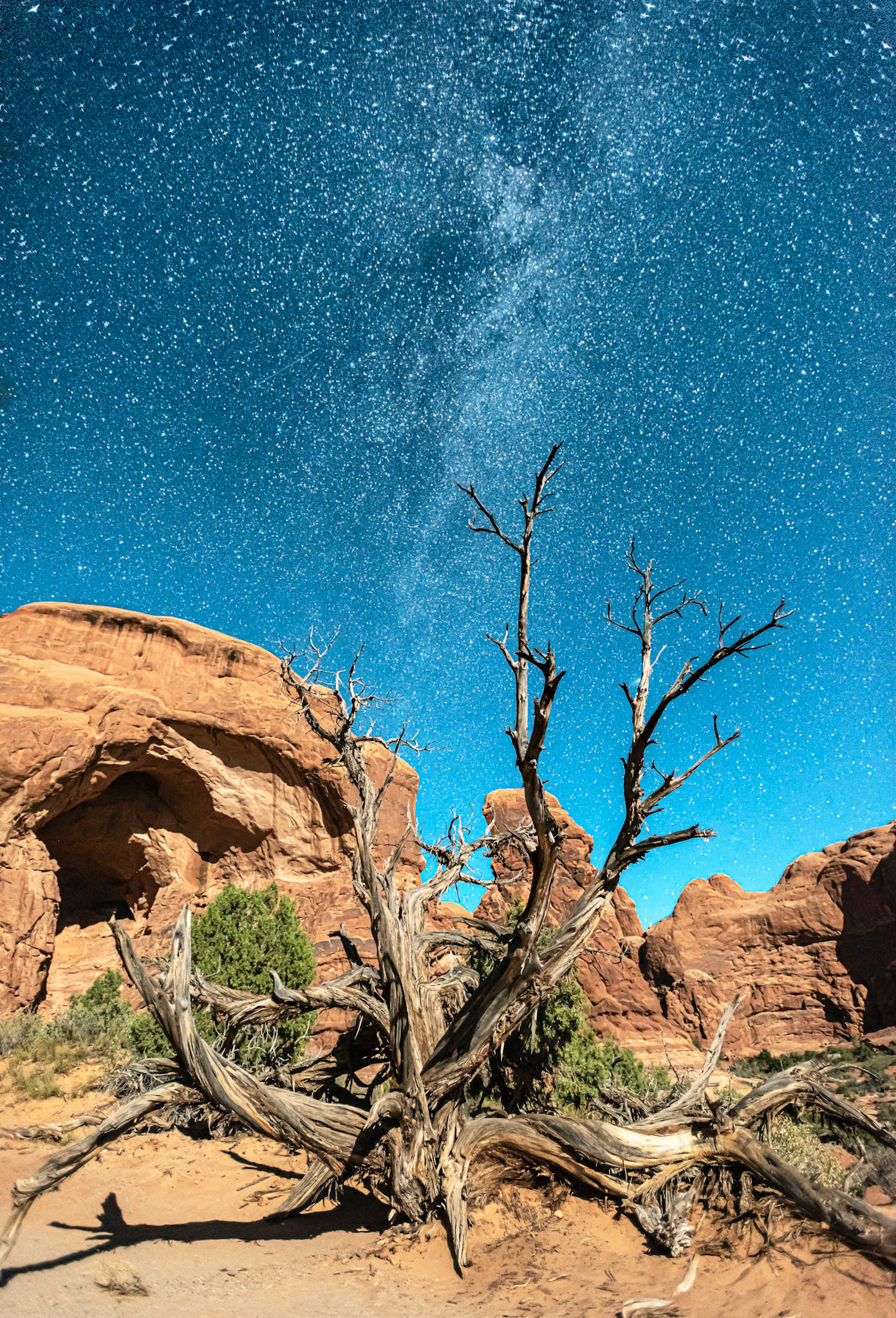 Dead Tree Milky Way