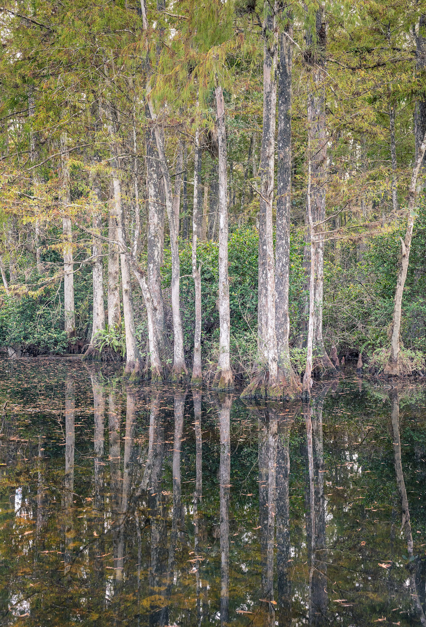 Treeline