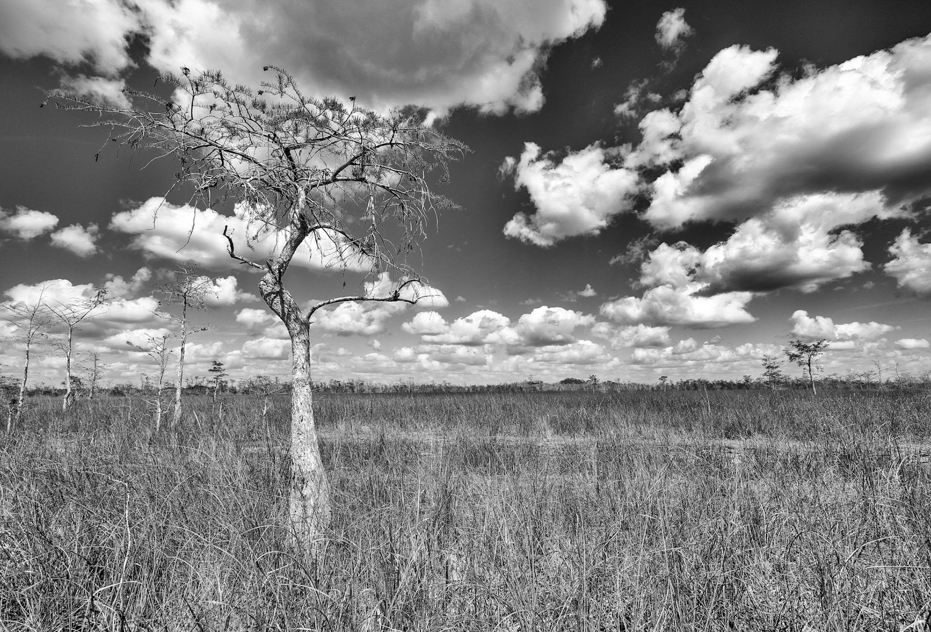Lone Cypress tree