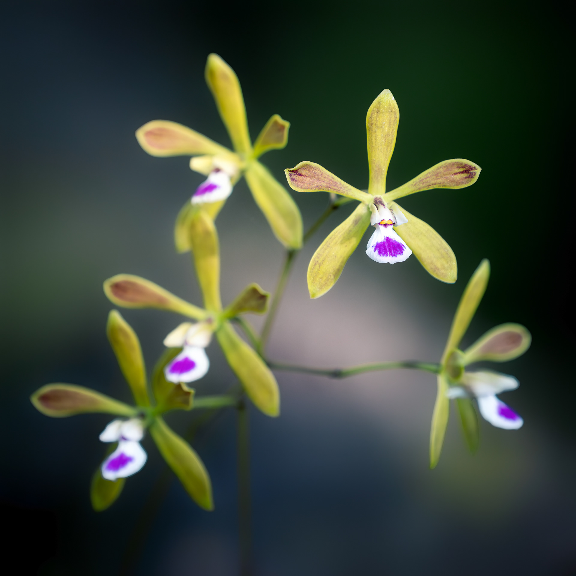 Butterfly Orchid Kiss