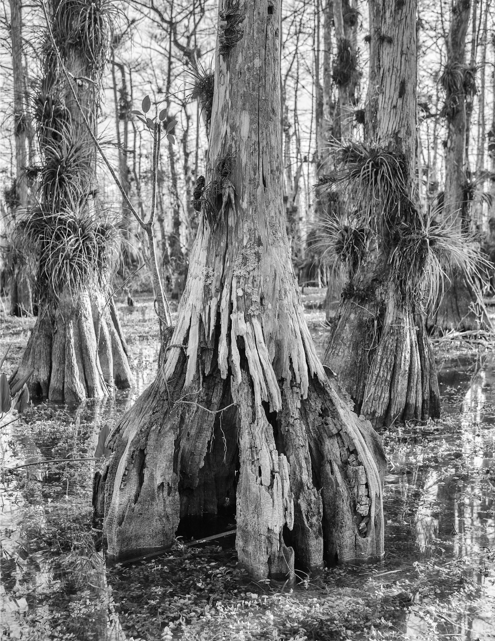Shaped By Nature