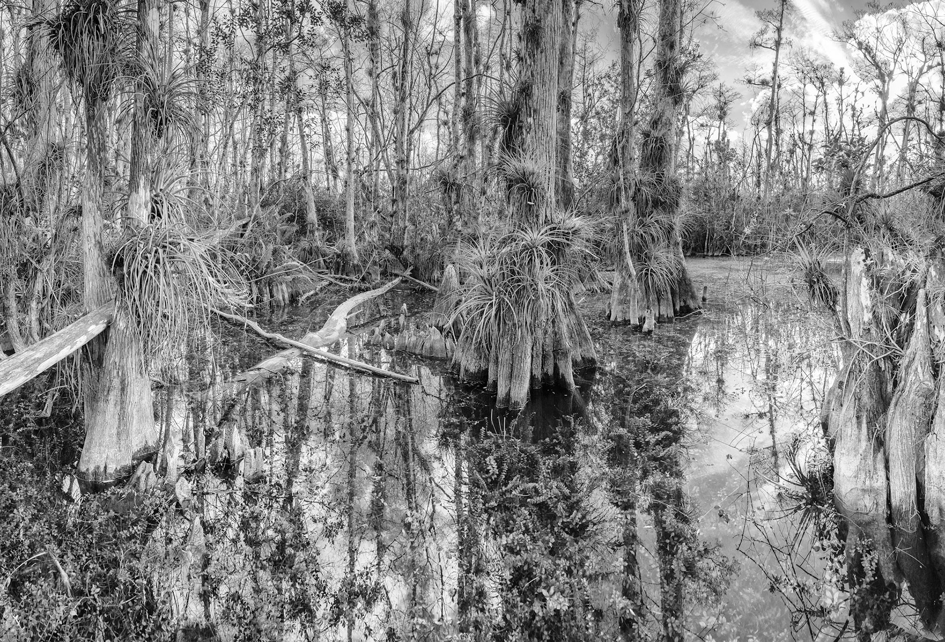 Into the swamp