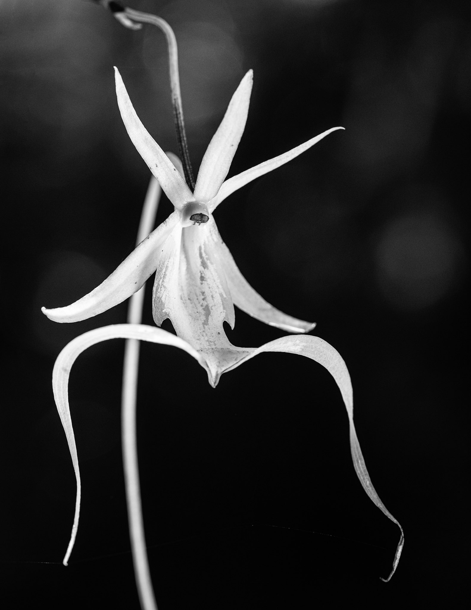 Fading Ghost Orchid B&W