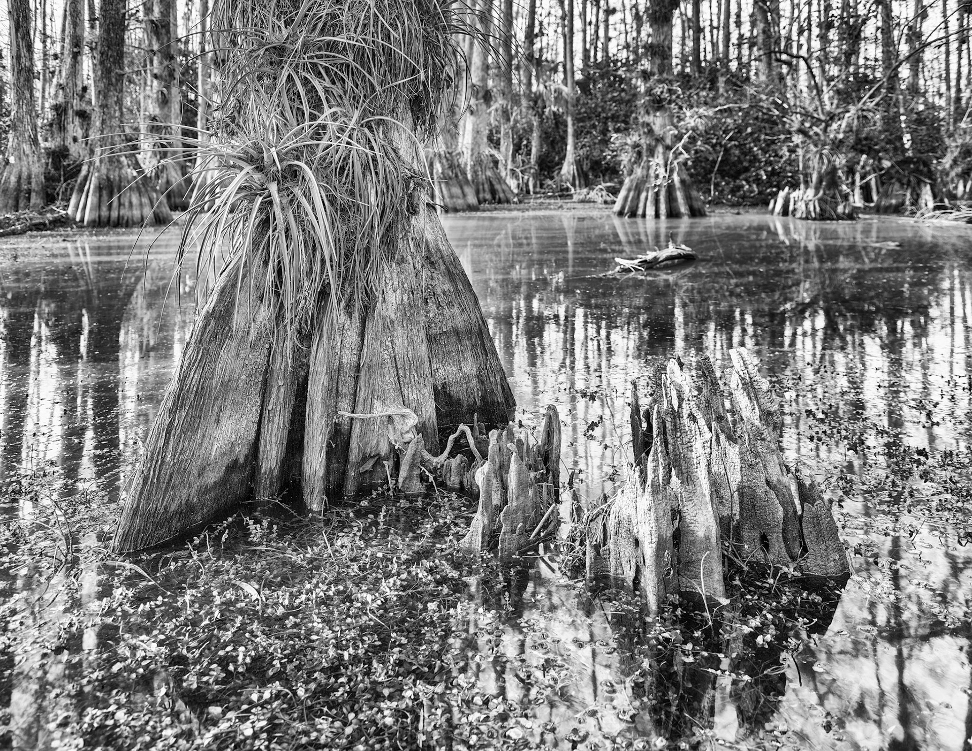 Gator Hook Dead Cypress
