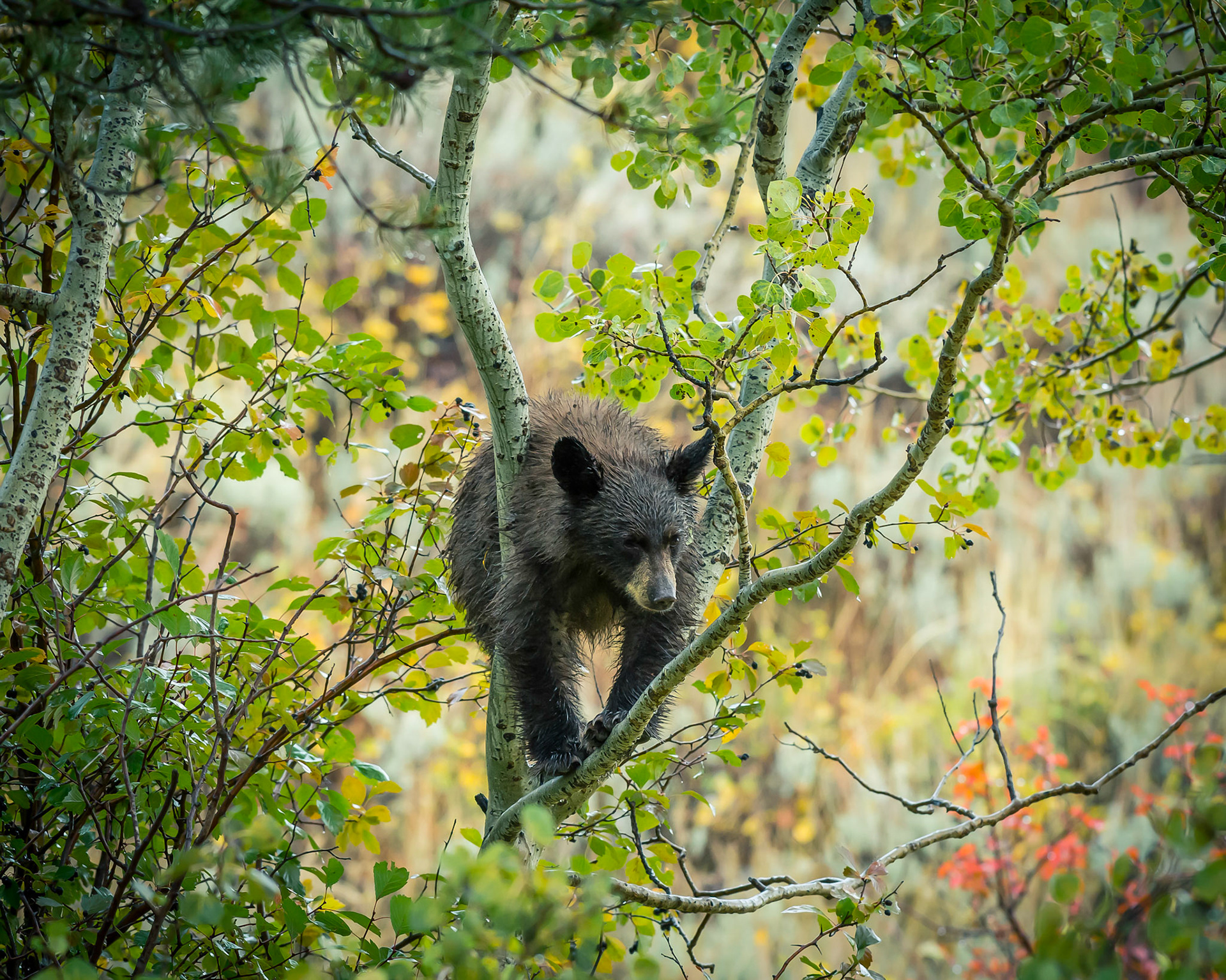 Black Bear Cub